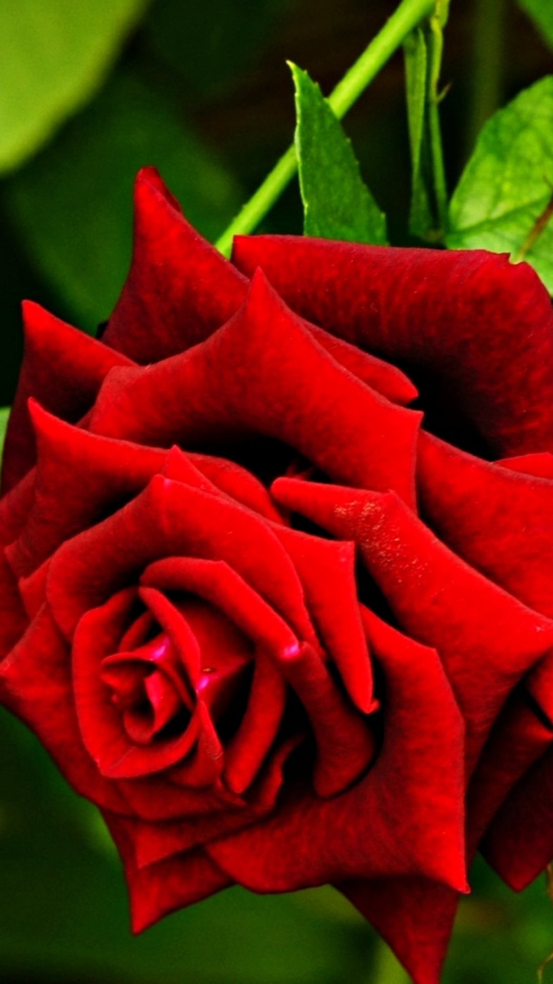 Download mobile wallpaper Nature, Flowers, Flower, Rose, Earth, Spring, Red Rose, Red Flower for free.