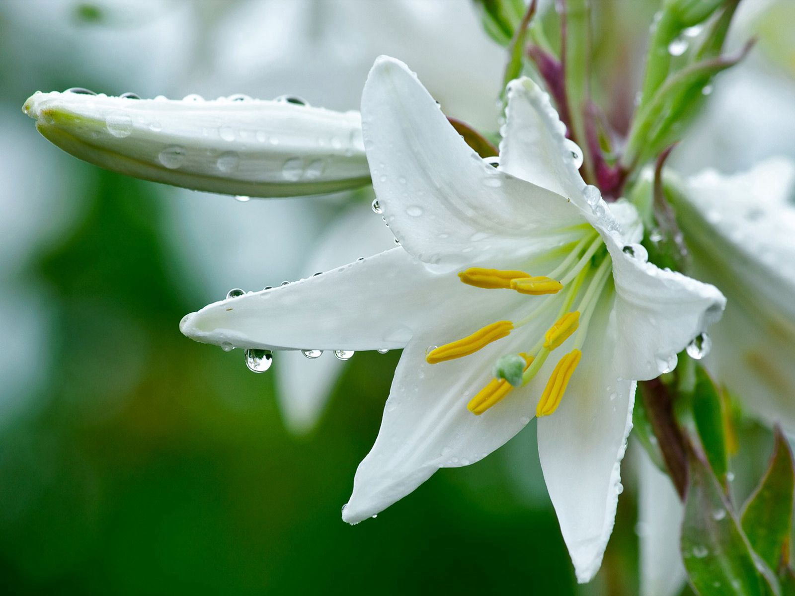 flowers, drops, flower, close up, freshness, lily, stamens Full HD