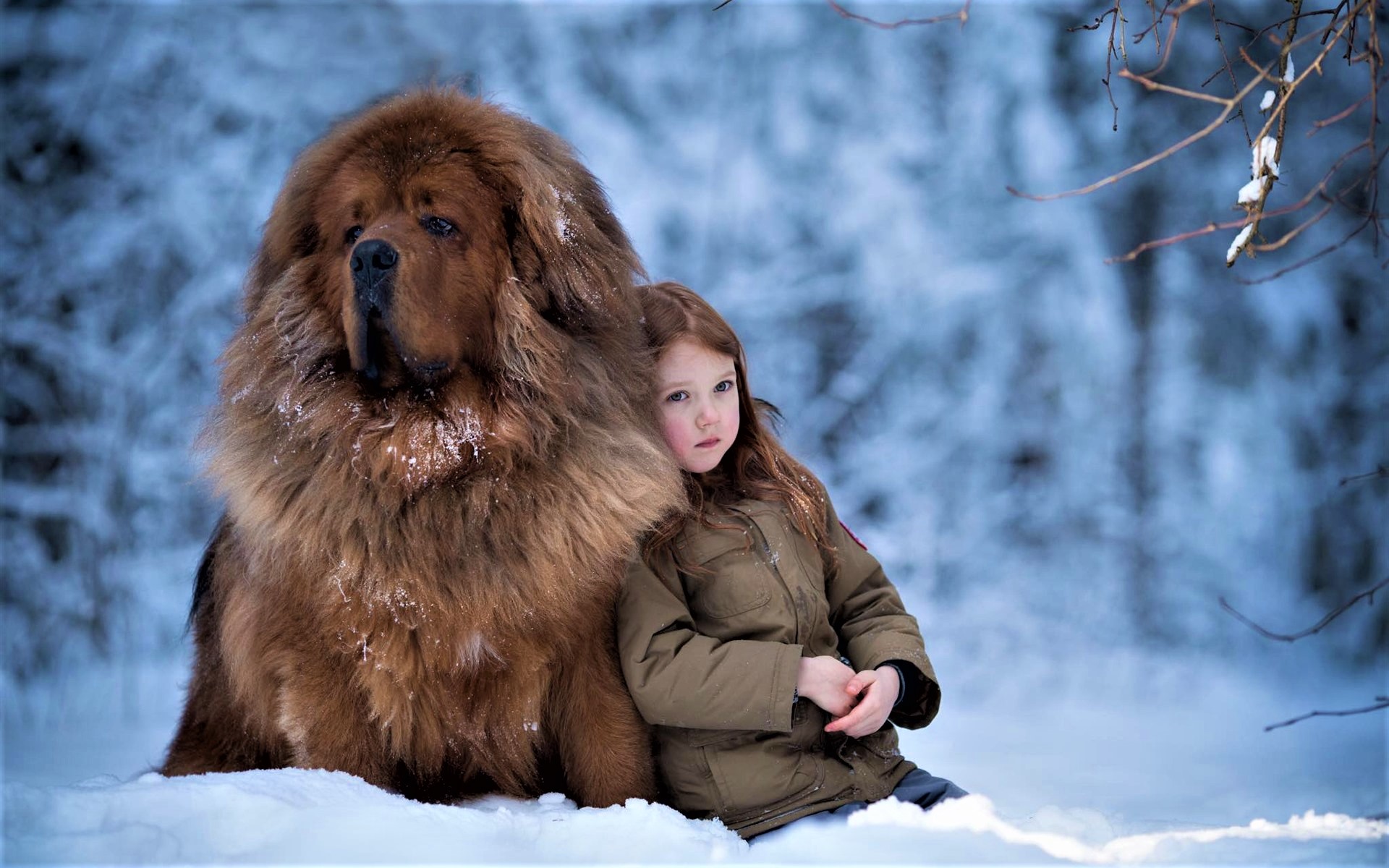 PCデスクトップに冬, 雪, 犬, 子, 写真撮影, 少女, チベタン・マスティフ画像を無料でダウンロード