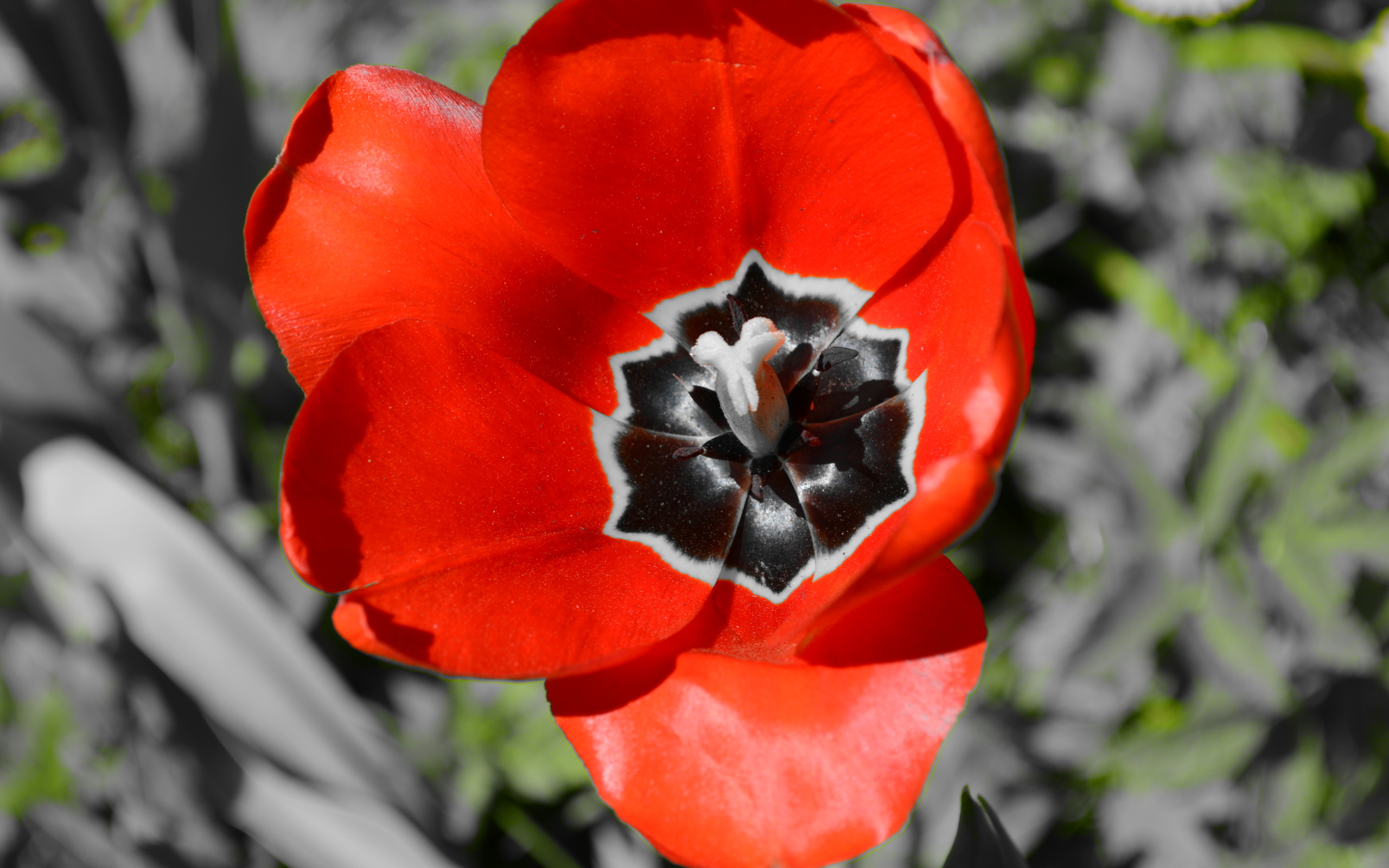 Descarga gratuita de fondo de pantalla para móvil de Flores, Flor, Tulipán, Tierra/naturaleza.