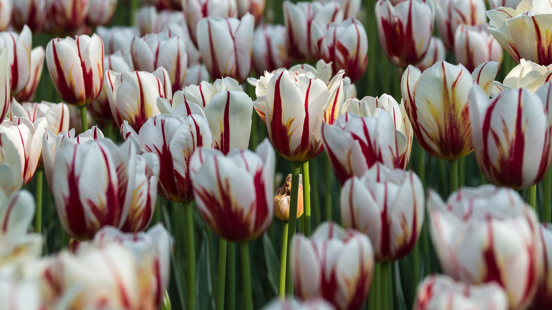 Baixar papel de parede para celular de Flores, Tulipa, Terra/natureza gratuito.