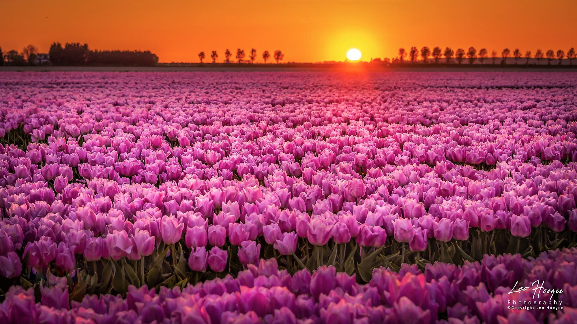 Free download wallpaper Flowers, Sunset, Sun, Flower, Earth, Field, Tulip, Pink Flower on your PC desktop