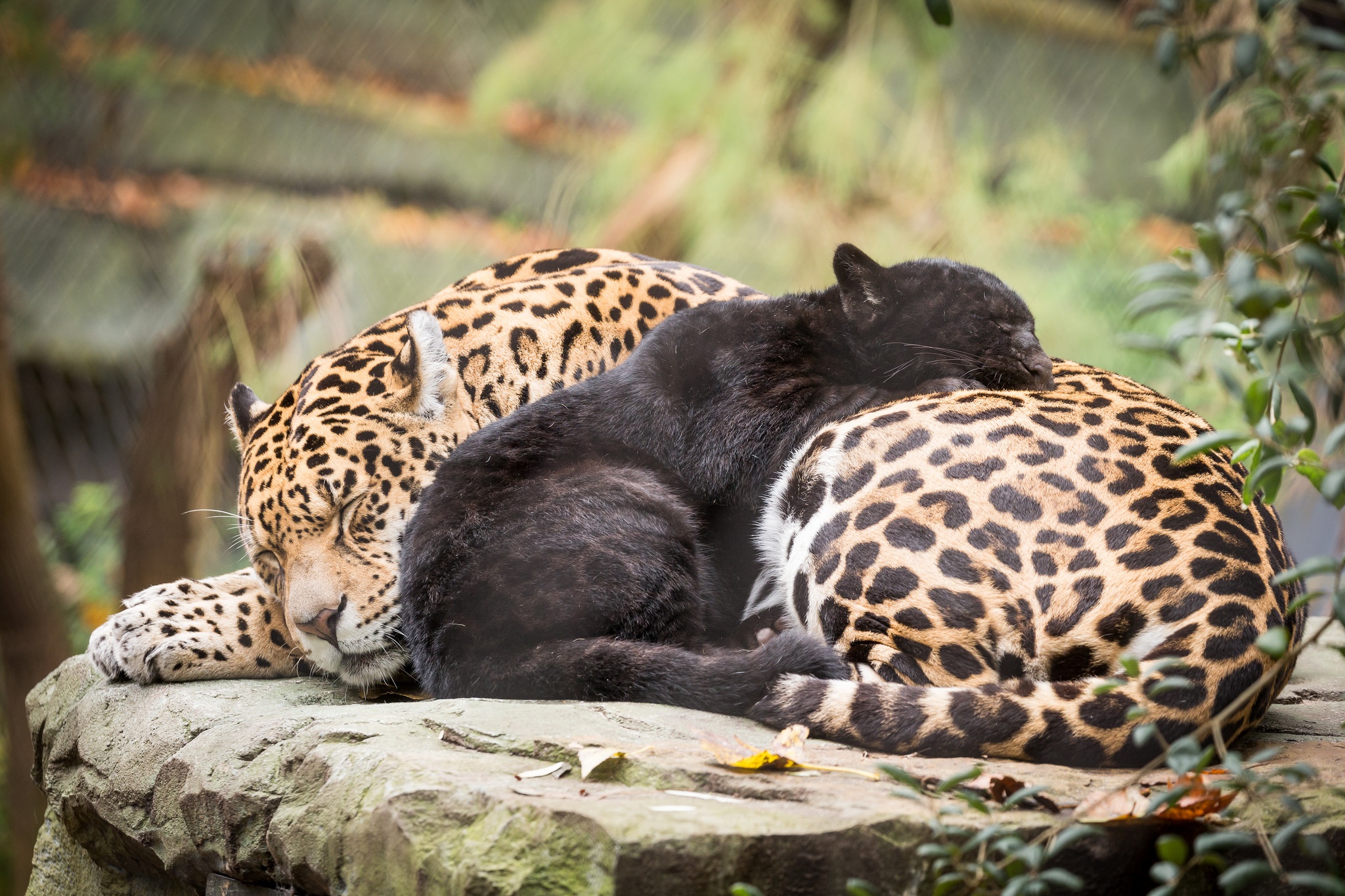 Download mobile wallpaper Cats, Jaguar, Animal, Sleeping, Baby Animal, Cub for free.