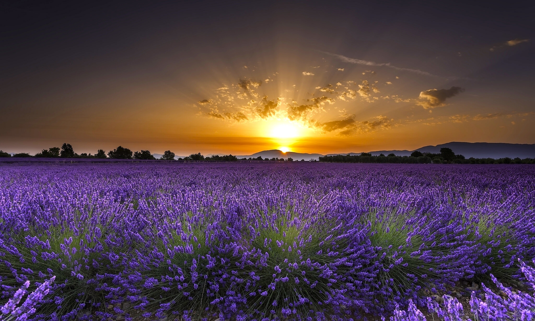 Free download wallpaper Flowers, Dawn, Flower, Sunrise, Earth, Field, Lavender on your PC desktop