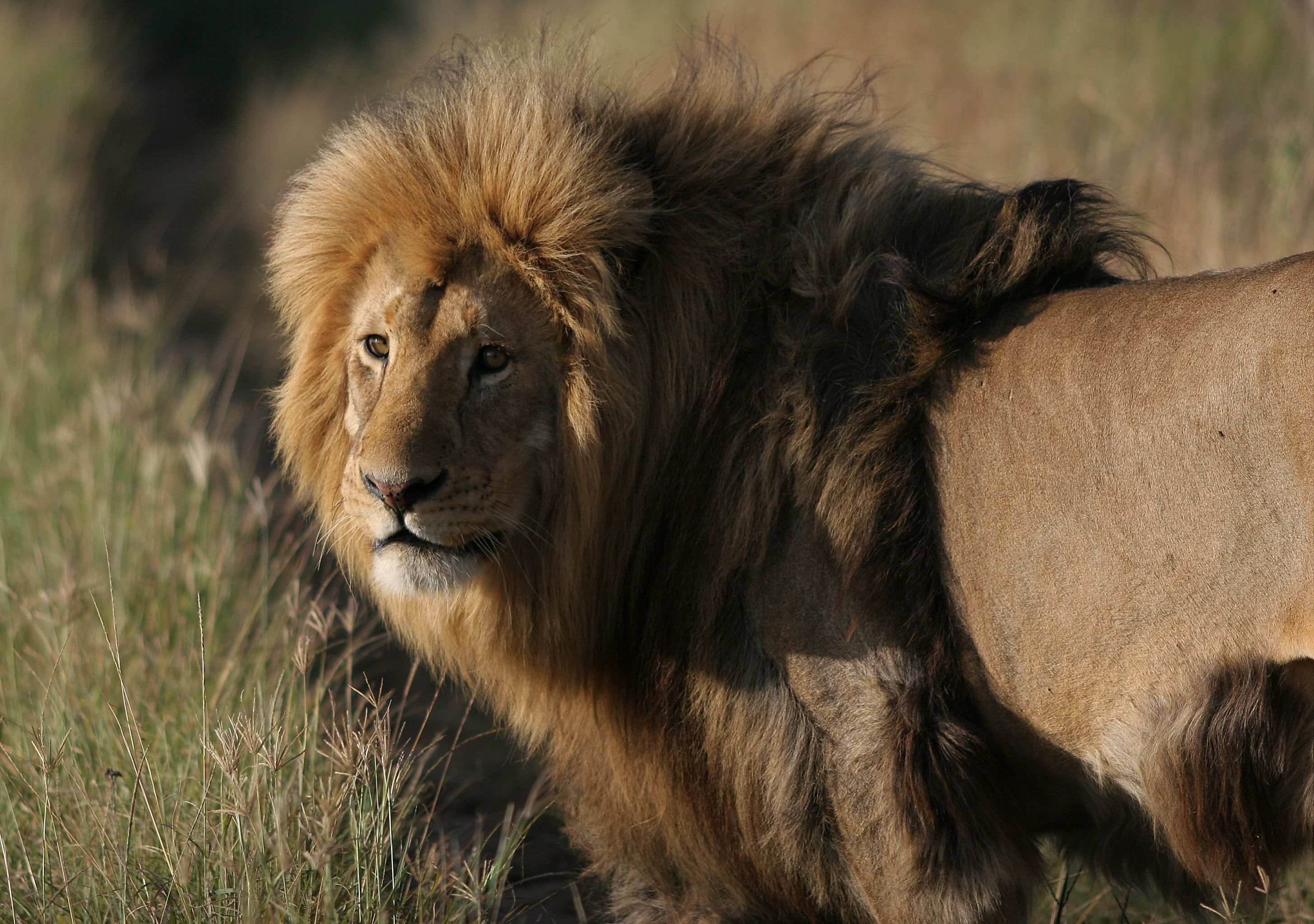 70403 télécharger l'image animaux, un lion, lion, prédateur, gros chat, fauve, crinière, roi des bêtes - fonds d'écran et économiseurs d'écran gratuits
