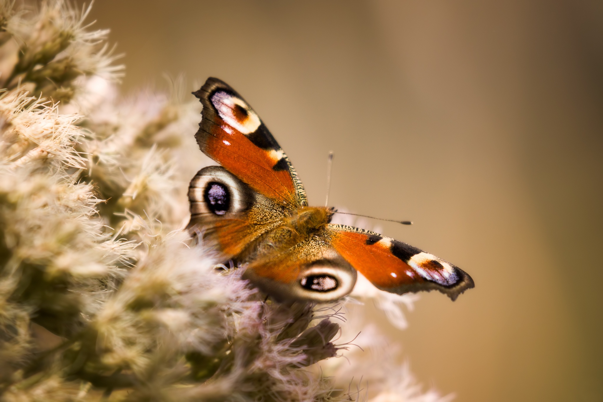 Téléchargez gratuitement l'image Animaux, Fermer, Insecte, Papillon sur le bureau de votre PC