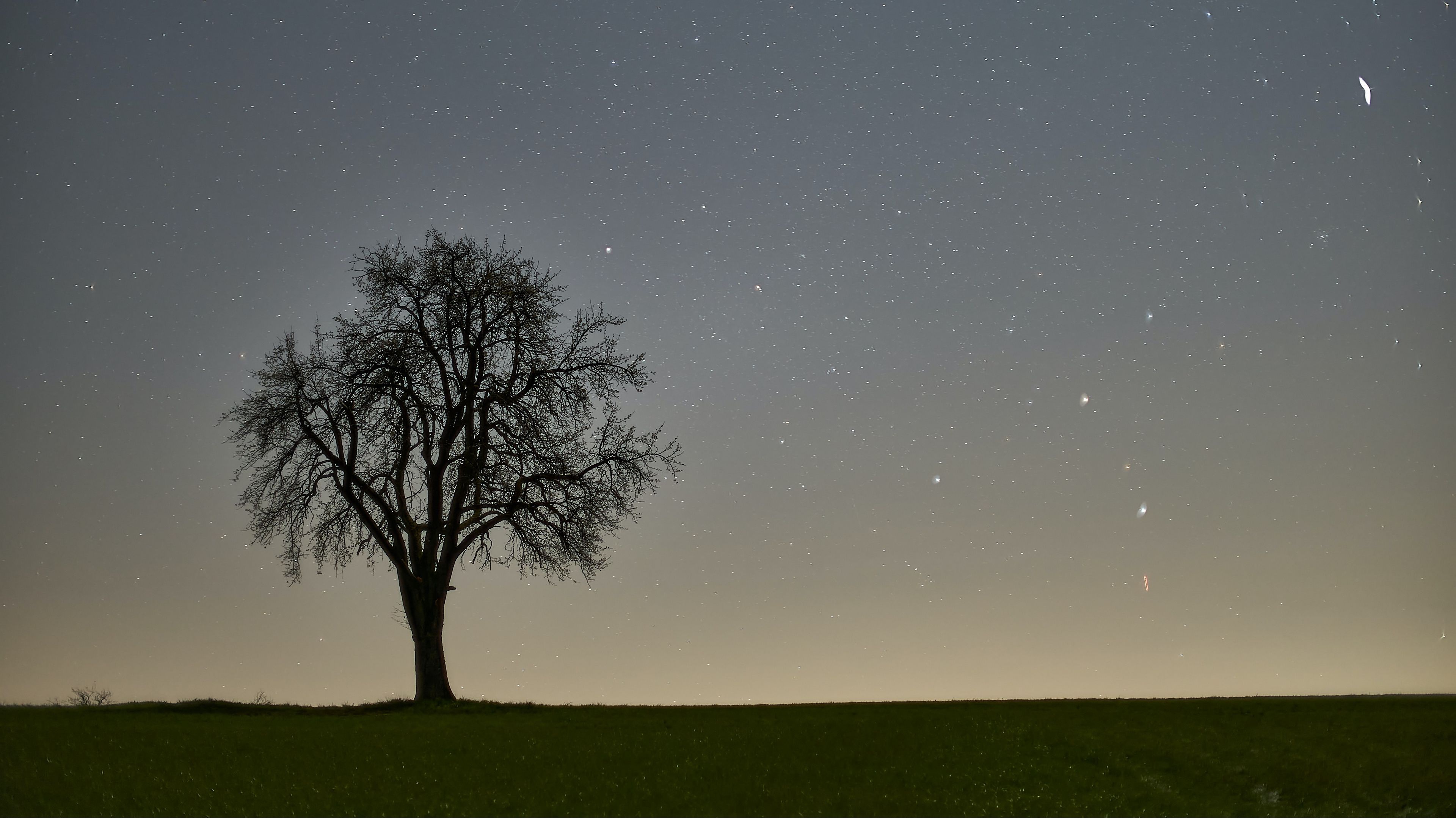 Download mobile wallpaper Trees, Sky, Stars, Twilight, Tree, Earth, Field for free.