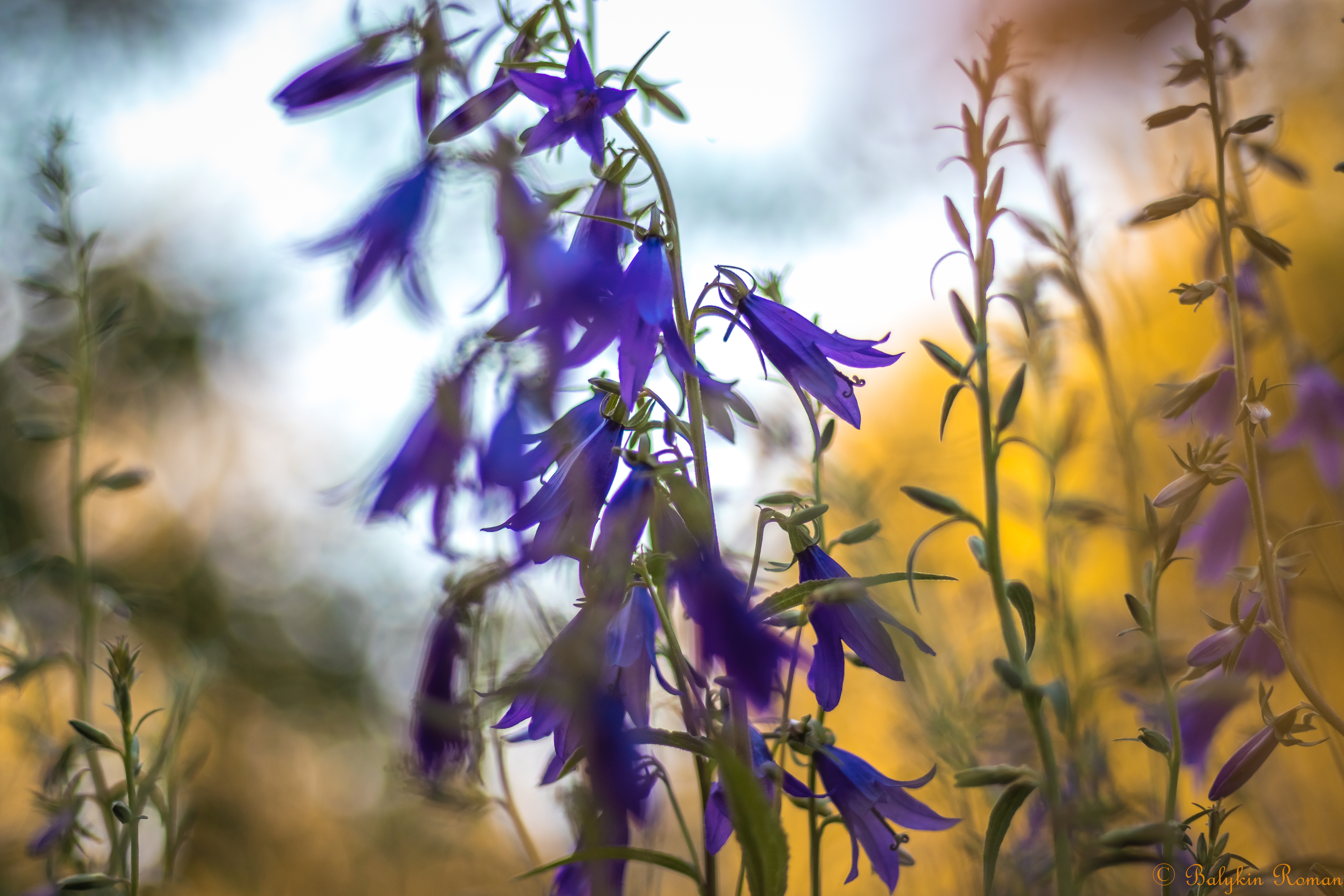 Laden Sie das Blumen, Blume, Erde/natur-Bild kostenlos auf Ihren PC-Desktop herunter