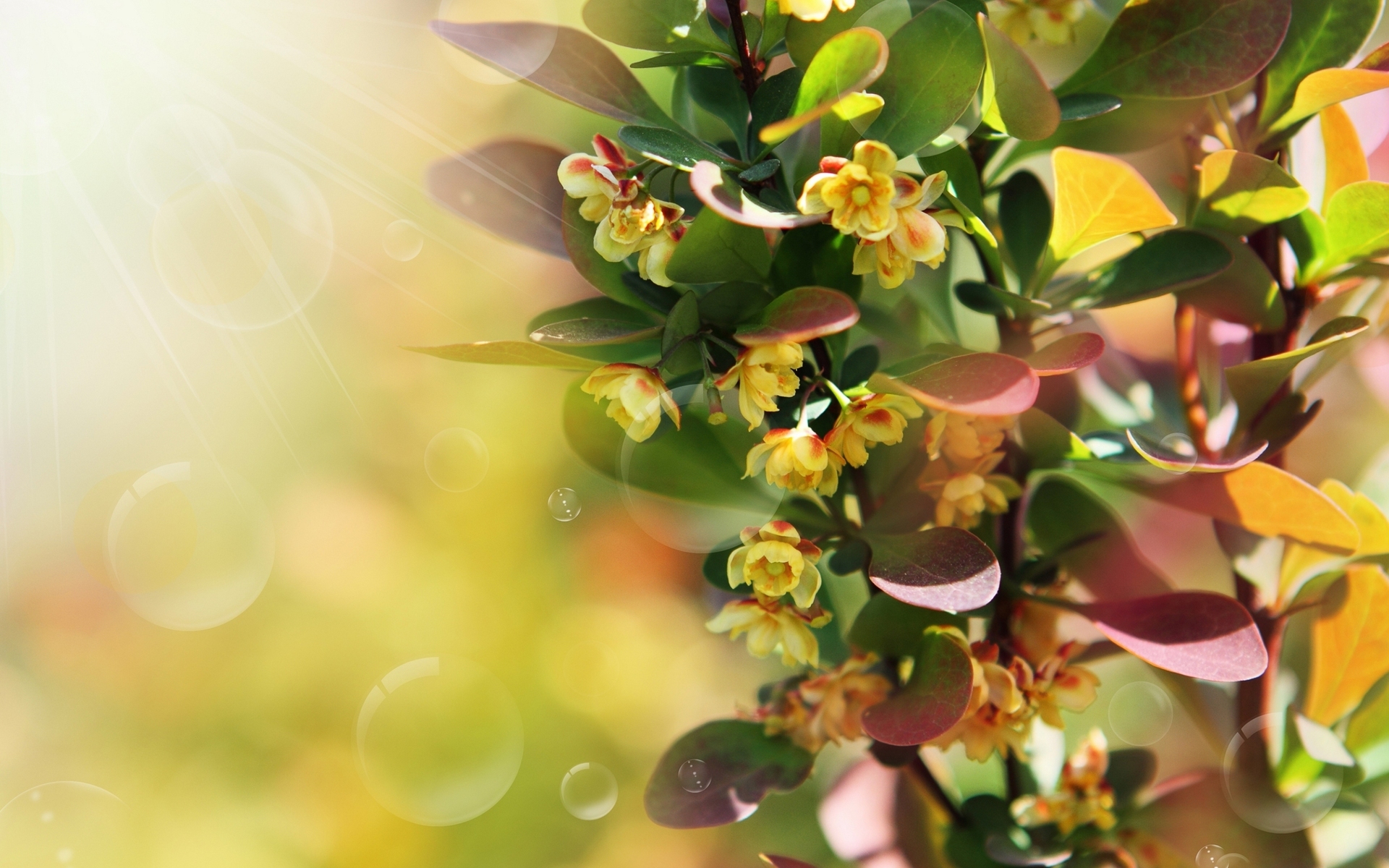 Téléchargez gratuitement l'image Fleur, Terre/nature sur le bureau de votre PC