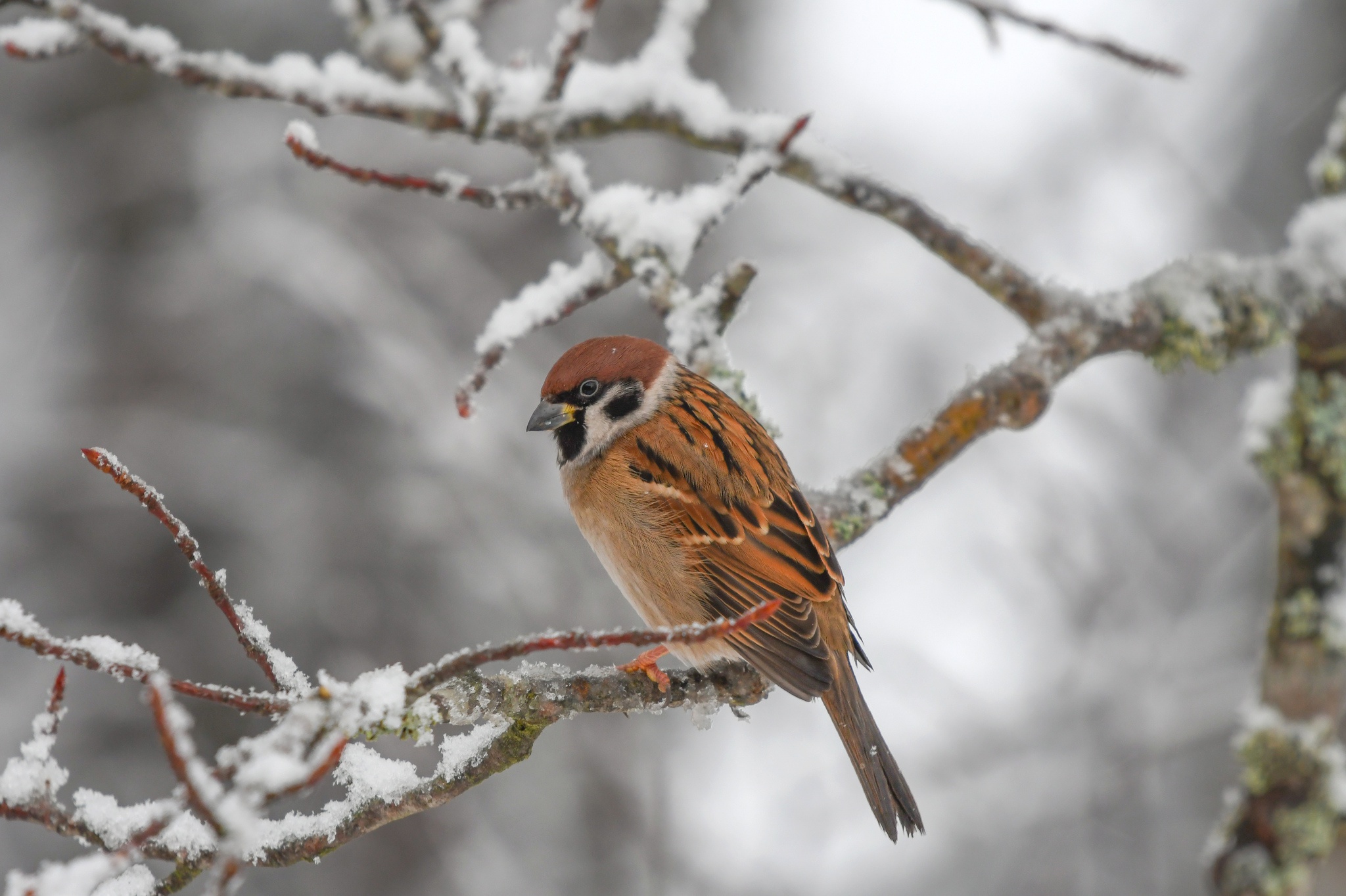 Download mobile wallpaper Winter, Birds, Bird, Sparrow, Animal for free.