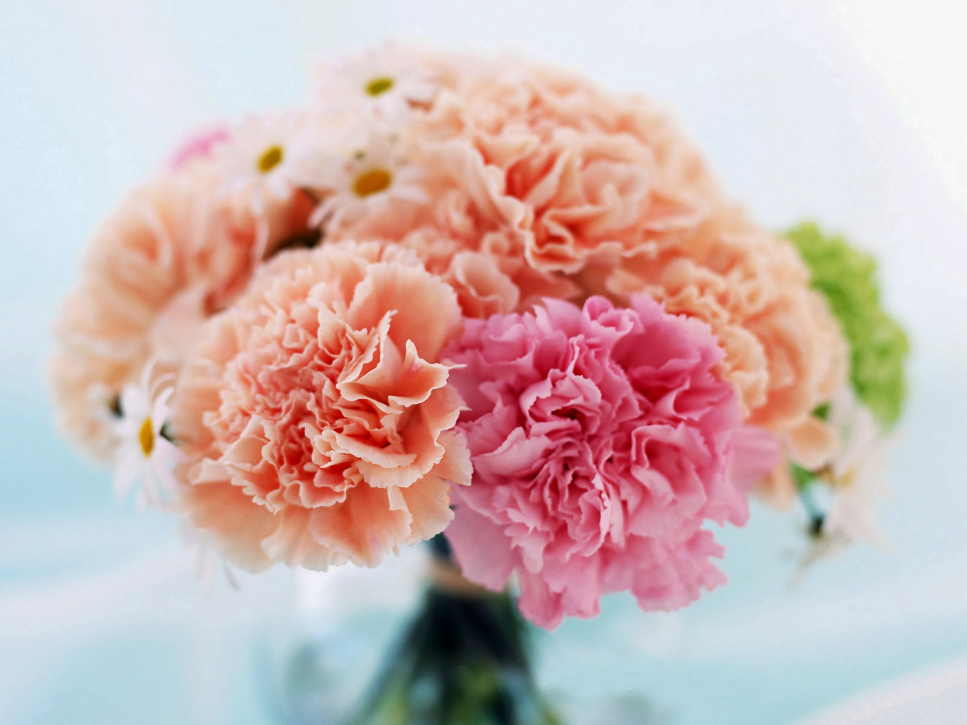Download mobile wallpaper Flowers, Flower, Earth, Carnation, Pink Flower, Peach Flower for free.