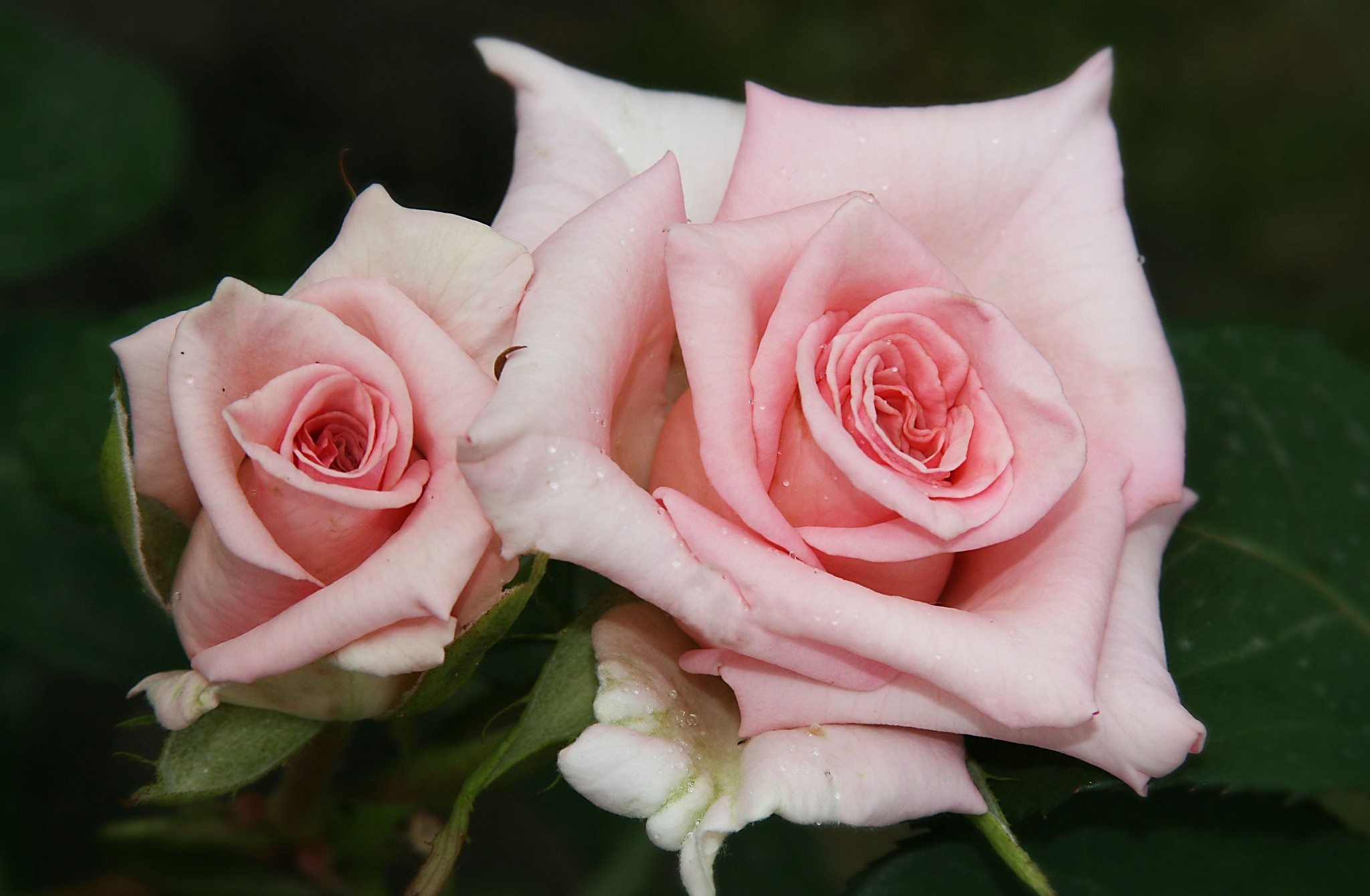 Téléchargez gratuitement l'image Fleurs, Rose, Terre/nature sur le bureau de votre PC