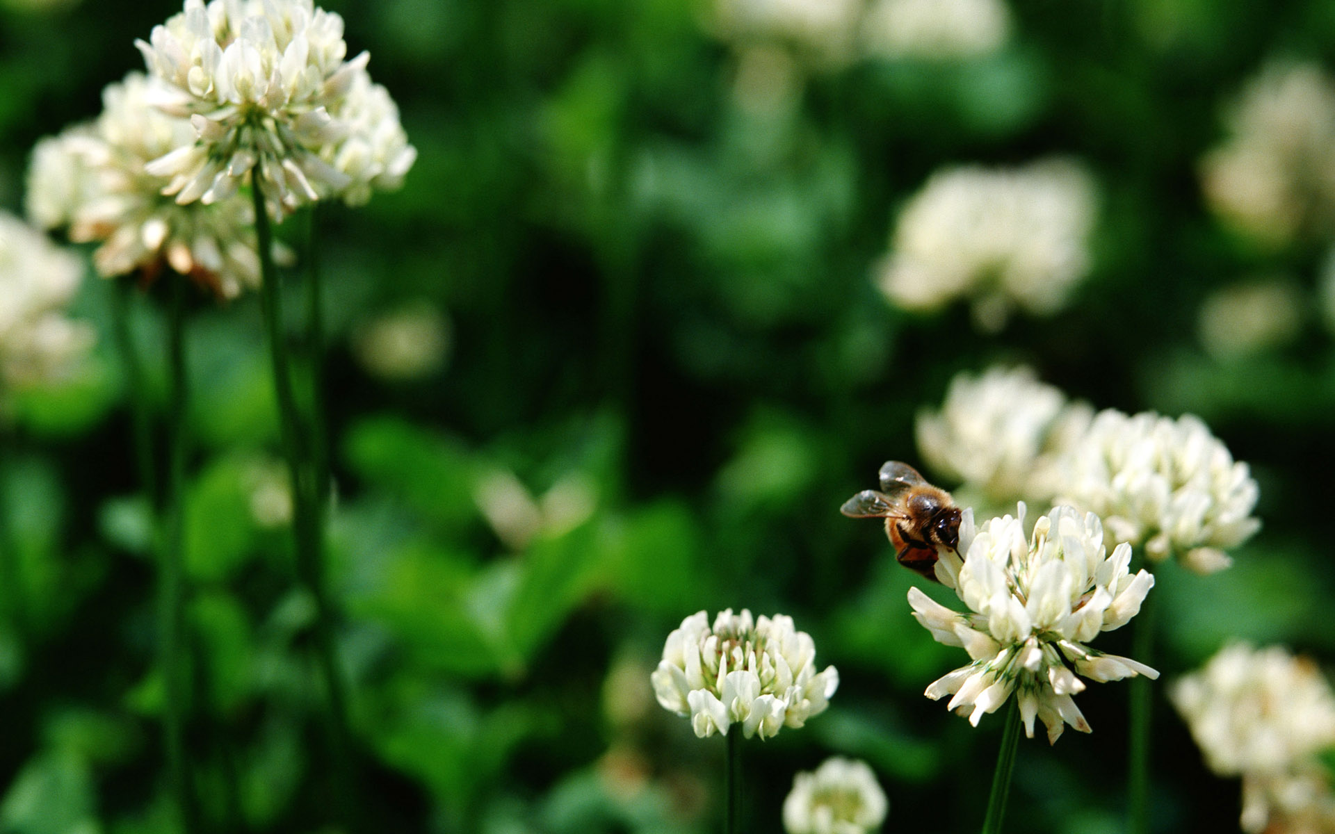 animal, bee, flower, white clover, insects