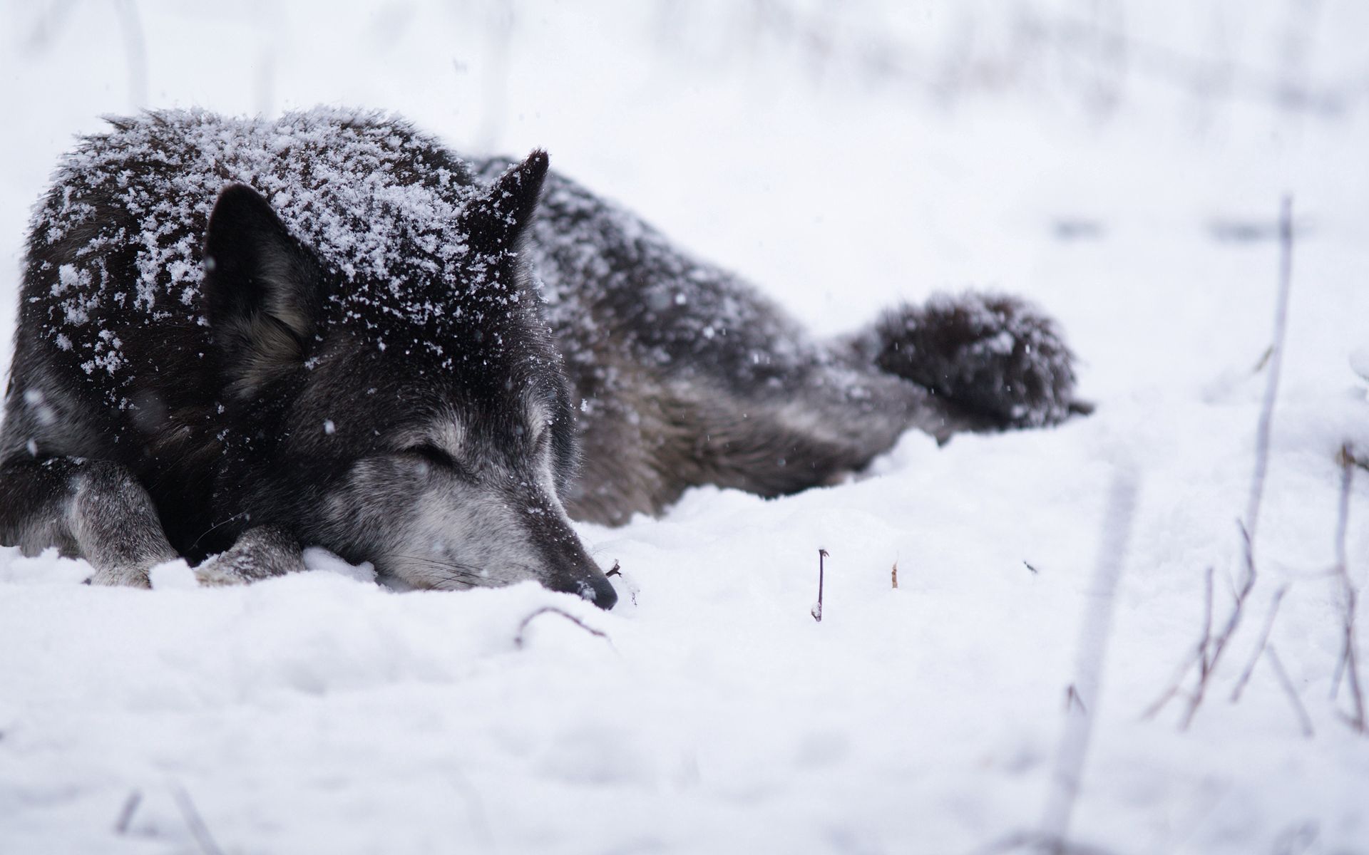 104525 скачать обои волк, метель, животные, снег, чб, холод, греться - заставки и картинки бесплатно
