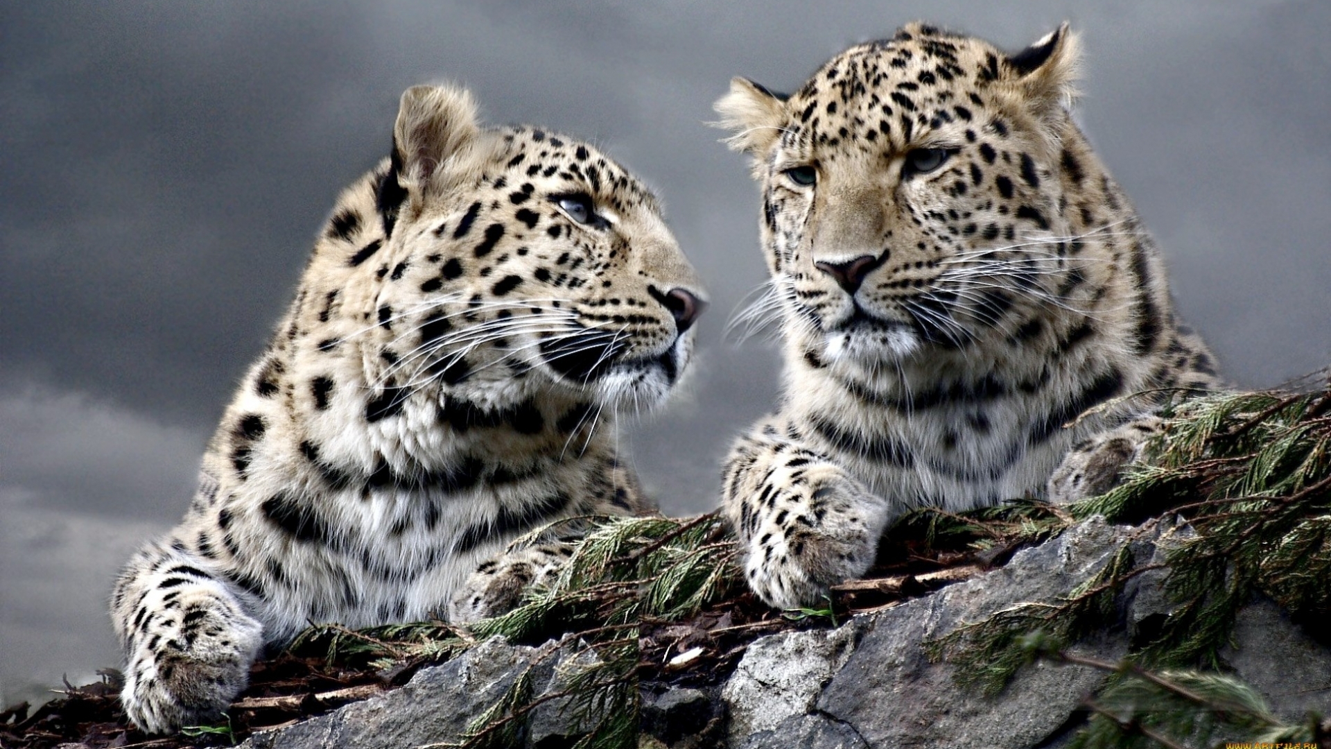animals, leopards Full HD