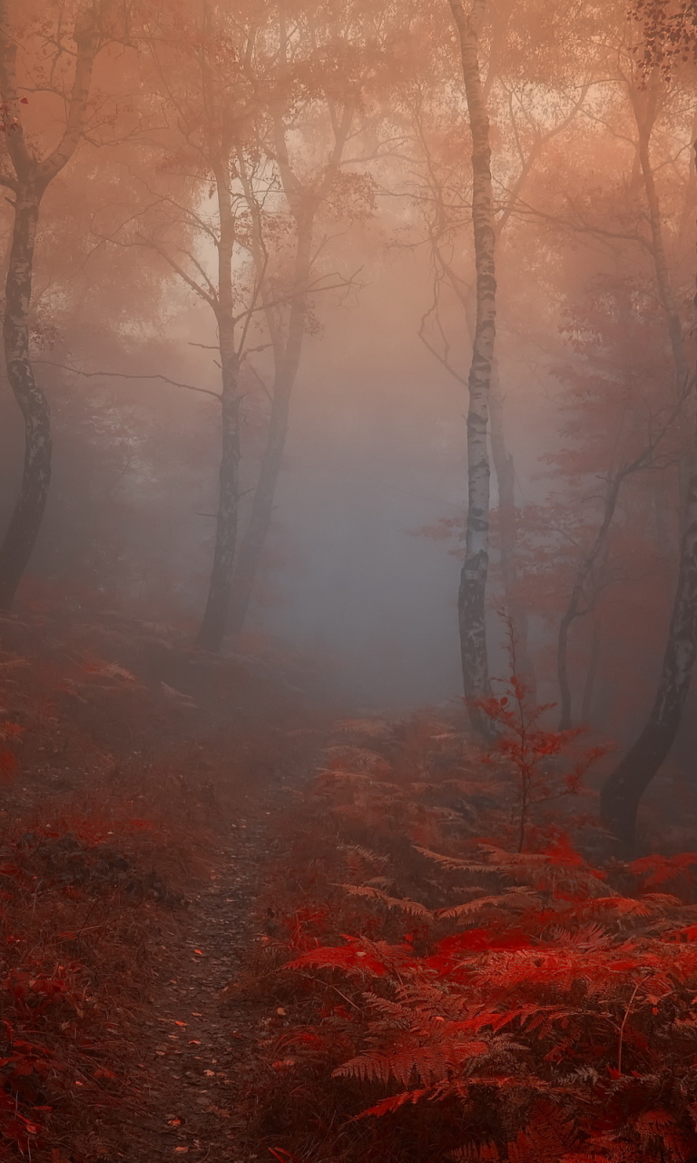 Скачать картинку Осень, Лес, Туман, Падать, Земля/природа в телефон бесплатно.