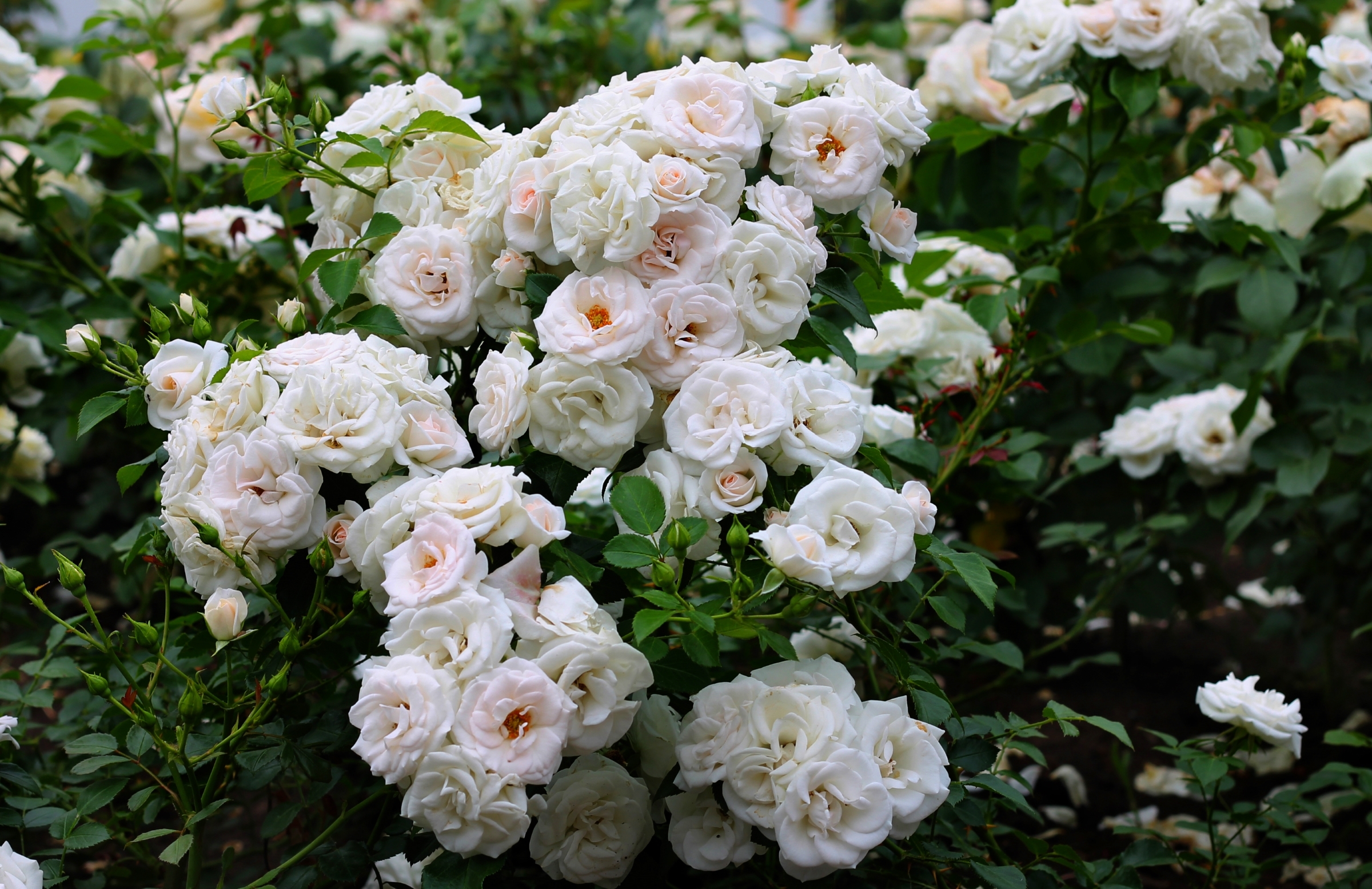 Скачати мобільні шпалери Квітка, Роза, Земля, Біла Квітка, Трояндовий Кущ, Флауерзи безкоштовно.