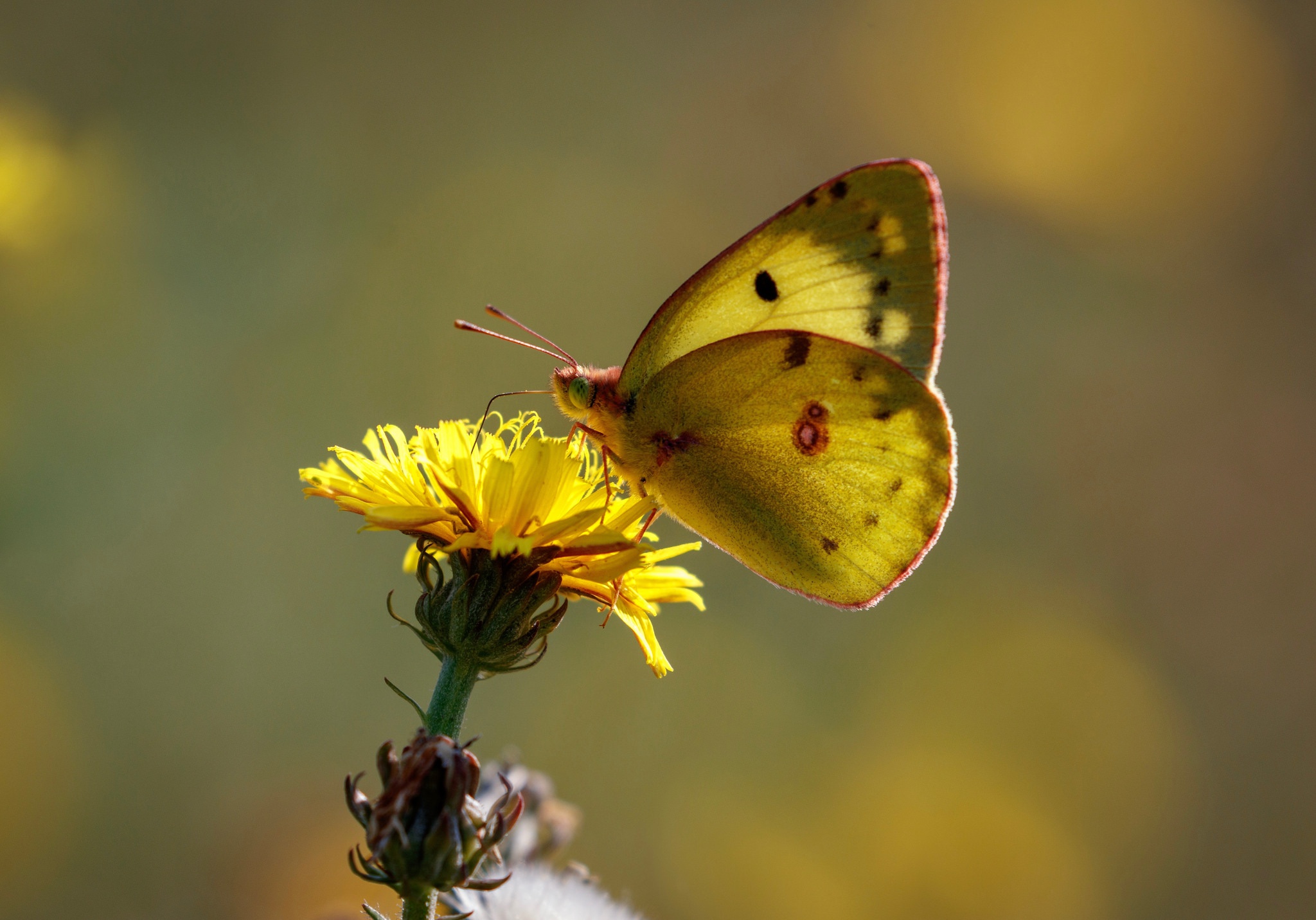 Download mobile wallpaper Flower, Macro, Insect, Butterfly, Animal for free.