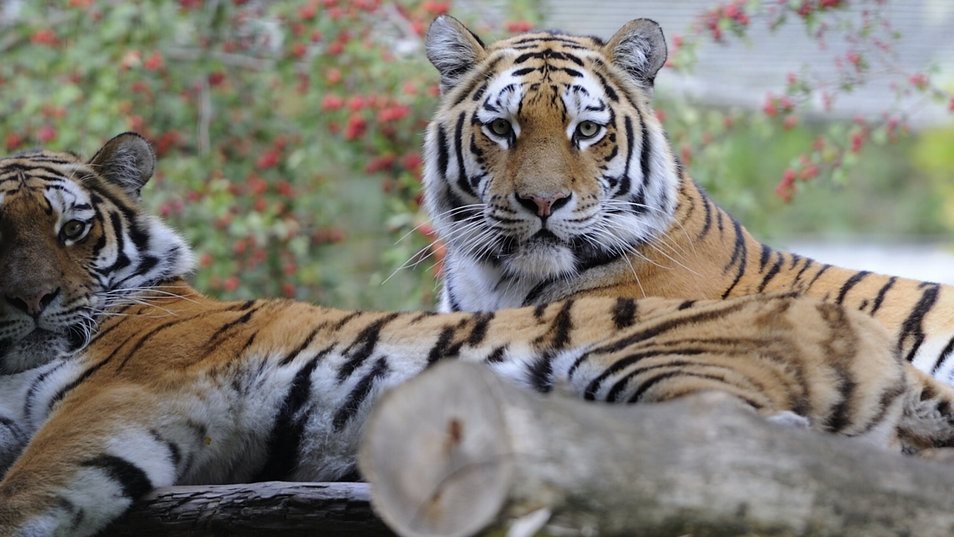 Free download wallpaper Tiger, Animal on your PC desktop