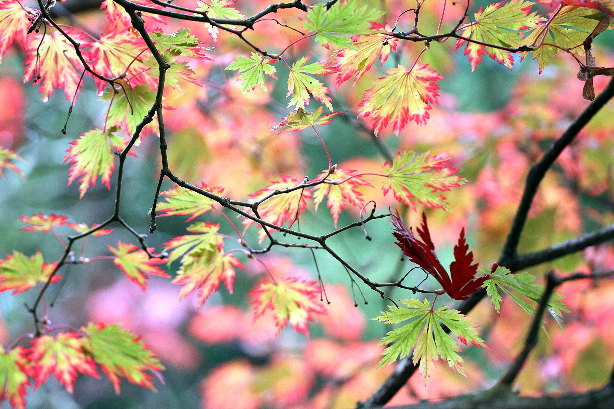 Handy-Wallpaper Natur, Herbst, Makro, Blatt, Ast, Erde/natur, Tiefenschärfe kostenlos herunterladen.