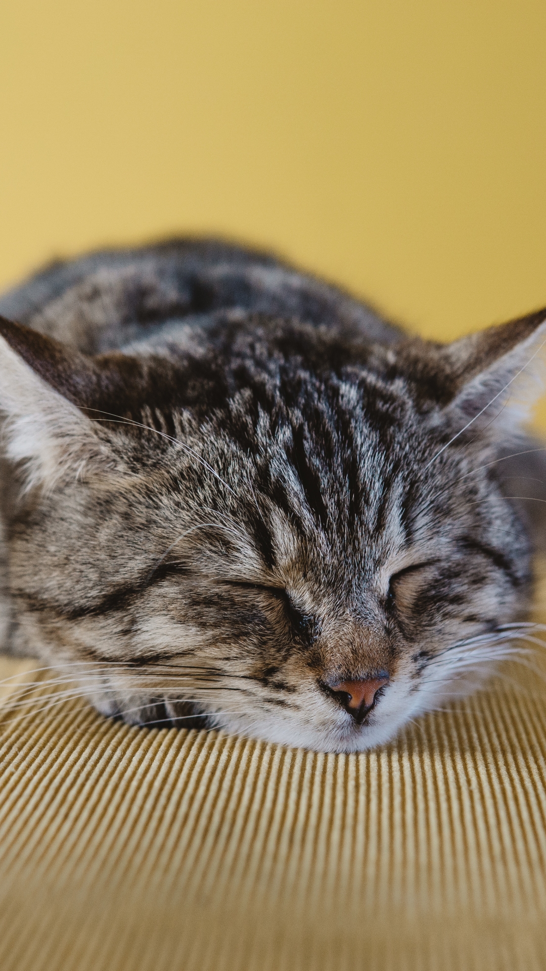 Téléchargez des papiers peints mobile Animaux, Chats, Chat, En Train De Dormir gratuitement.