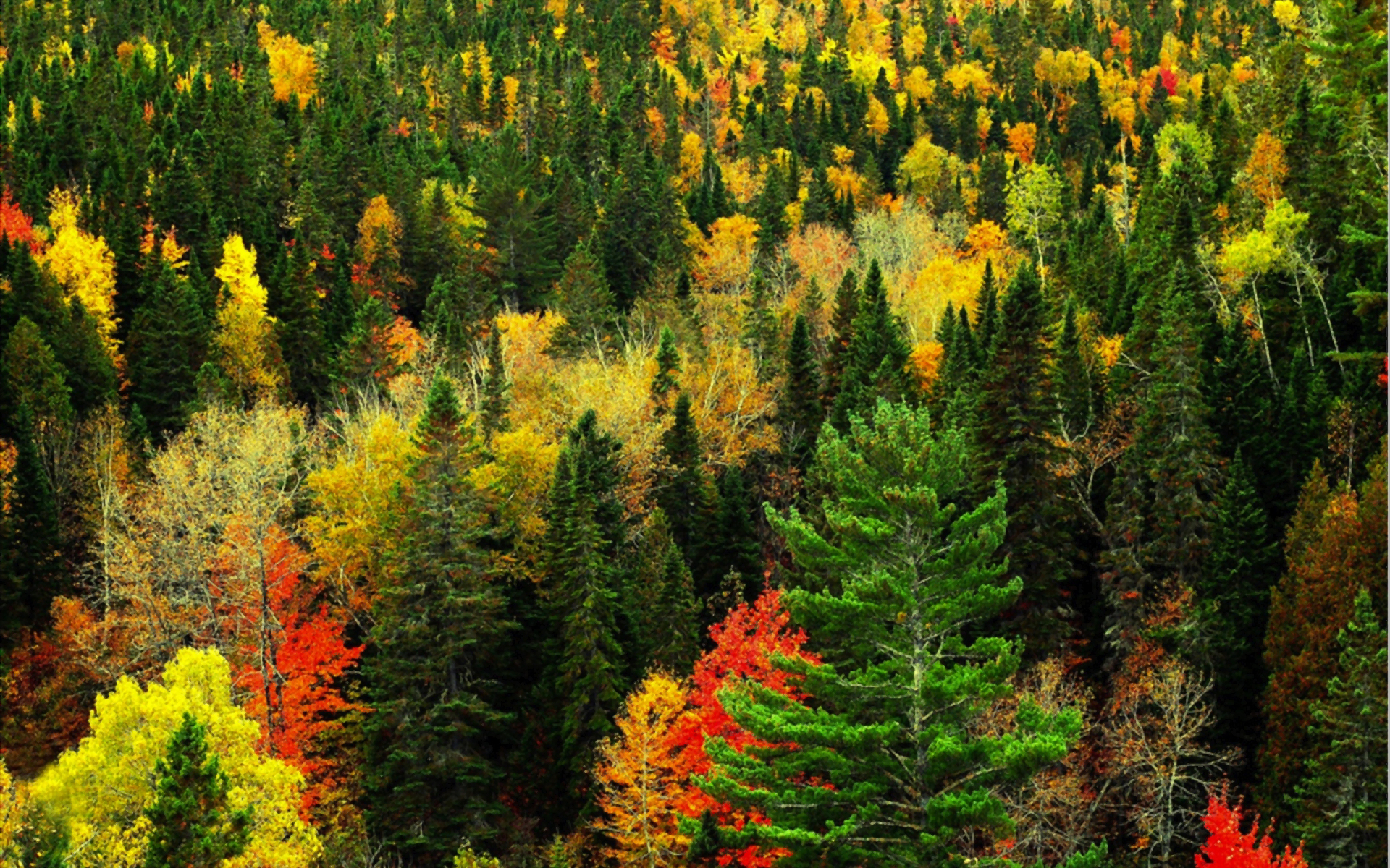 PCデスクトップに自然, 木, 秋, 森, 地球画像を無料でダウンロード