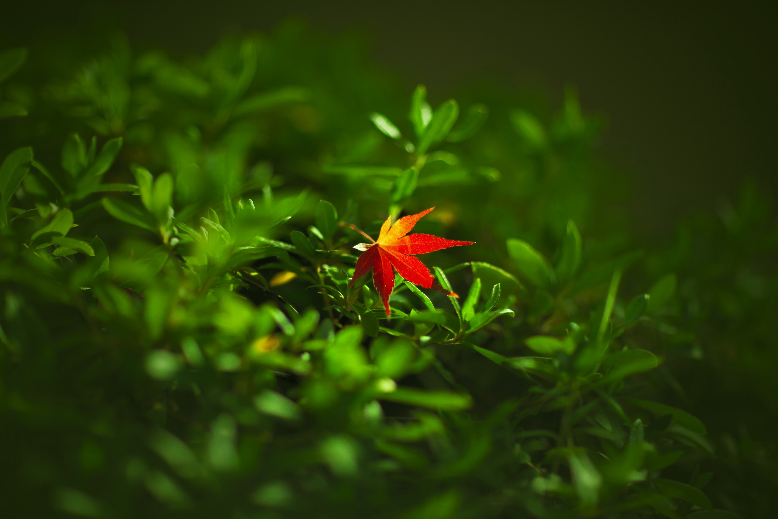 Free download wallpaper Nature, Blur, Close Up, Leaf, Earth on your PC desktop