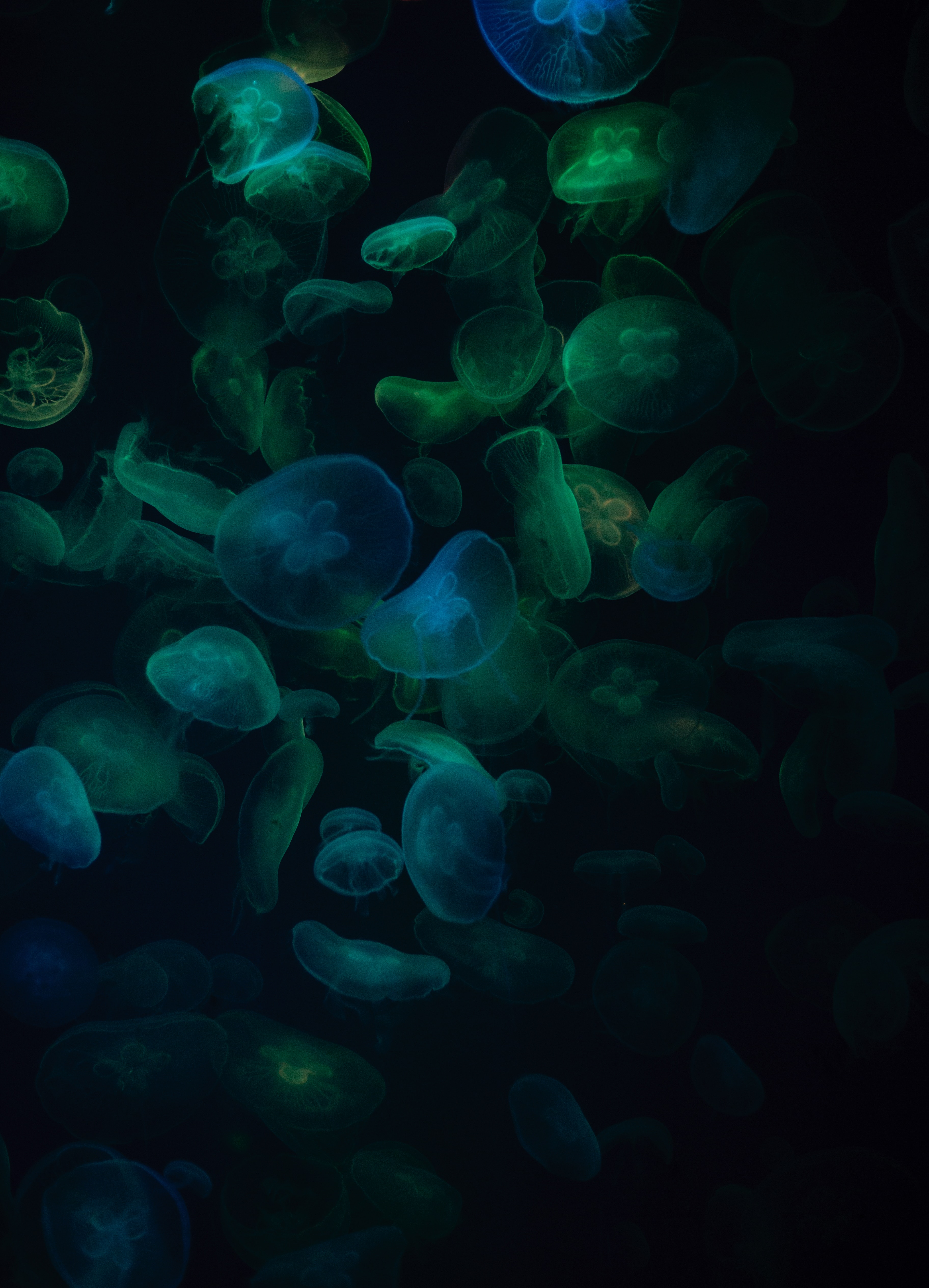 animals, jellyfish, transparent, dark, underwater world
