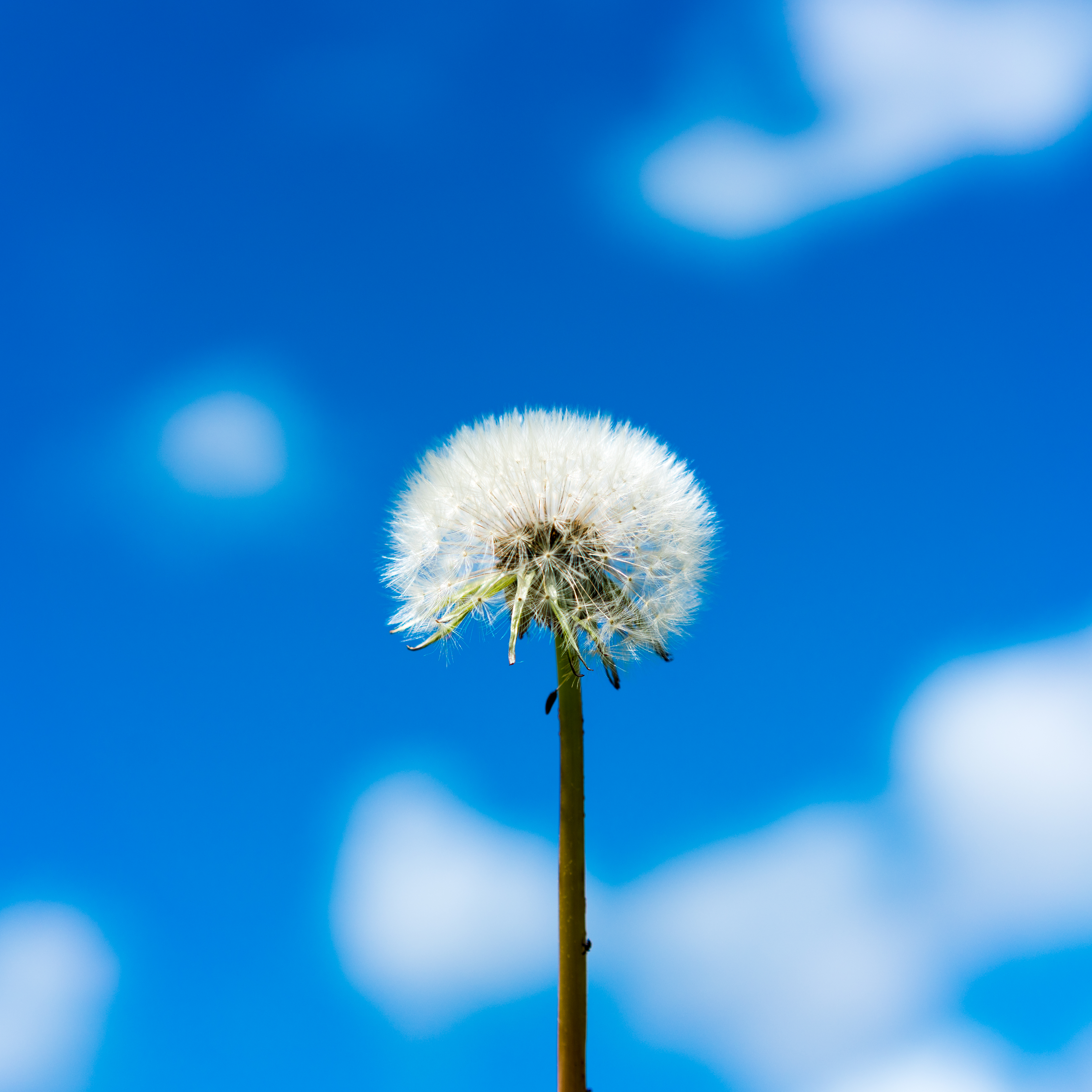 flower, sky, clouds, macro, dandelion, fluff, fuzz Desktop Wallpaper