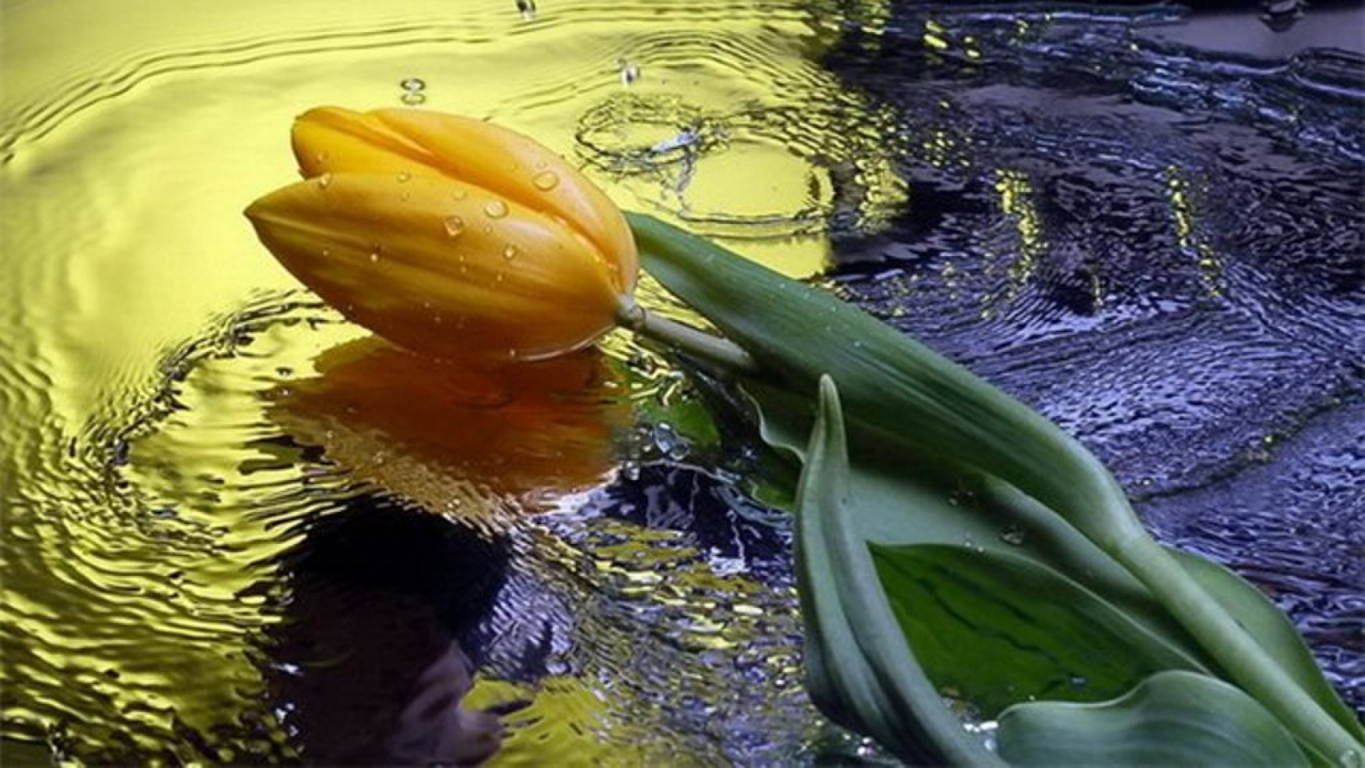 Téléchargez gratuitement l'image Tulipe, Fleurs, Fleur, Terre/nature sur le bureau de votre PC
