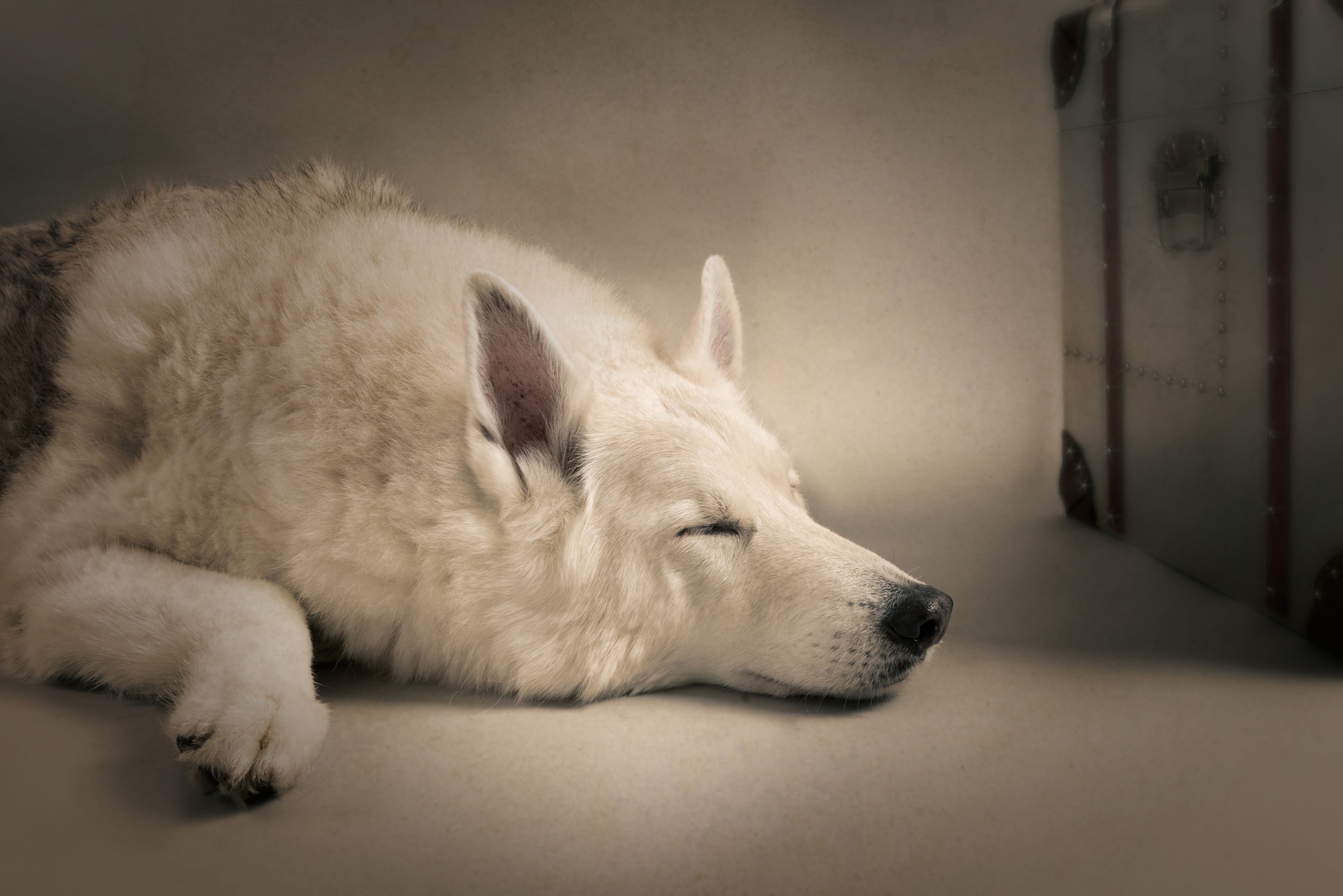Laden Sie das Tiere, Hunde, Hund, Schlafen-Bild kostenlos auf Ihren PC-Desktop herunter