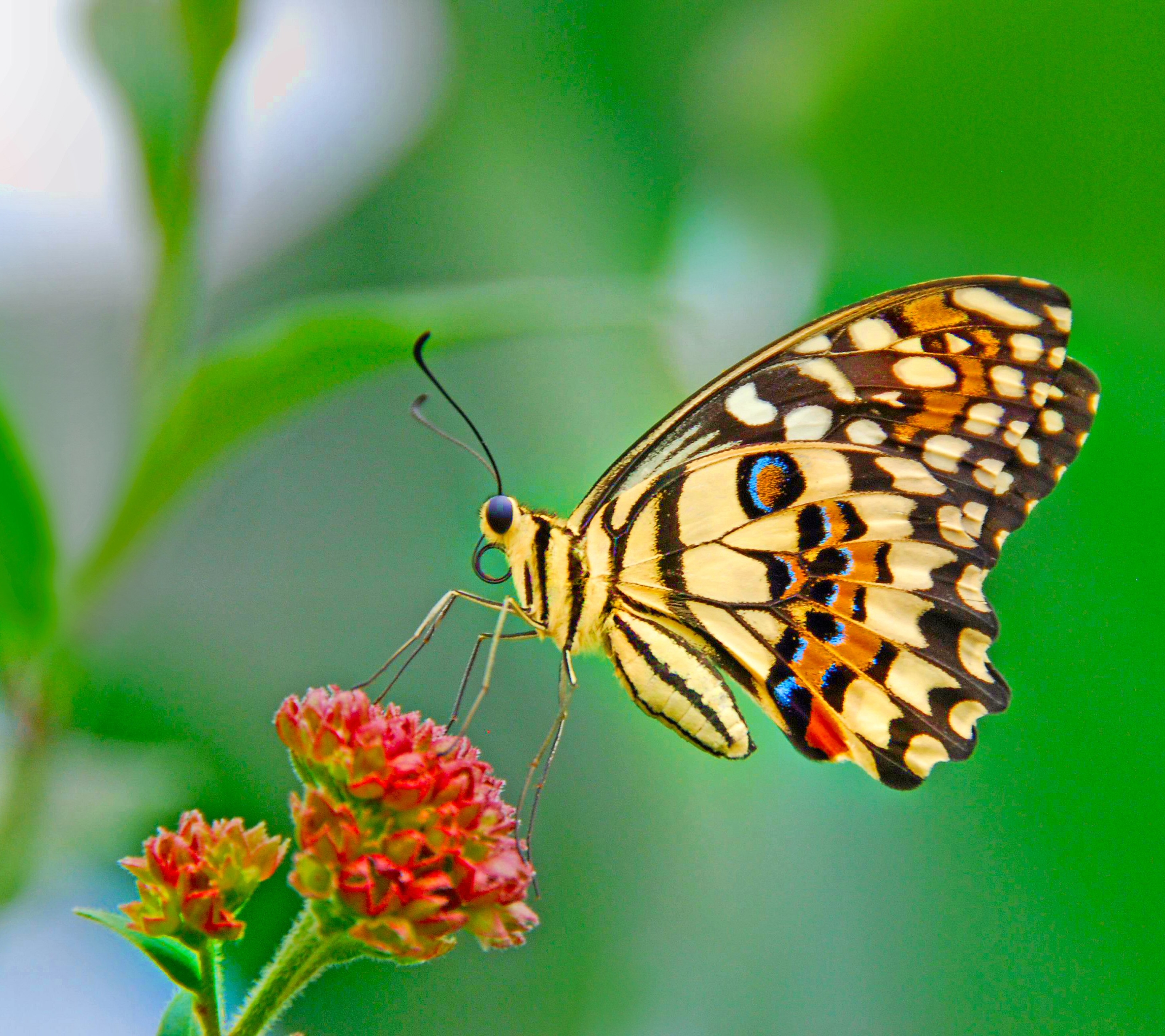 Download mobile wallpaper Butterfly, Animal, Colorful, Pastel for free.