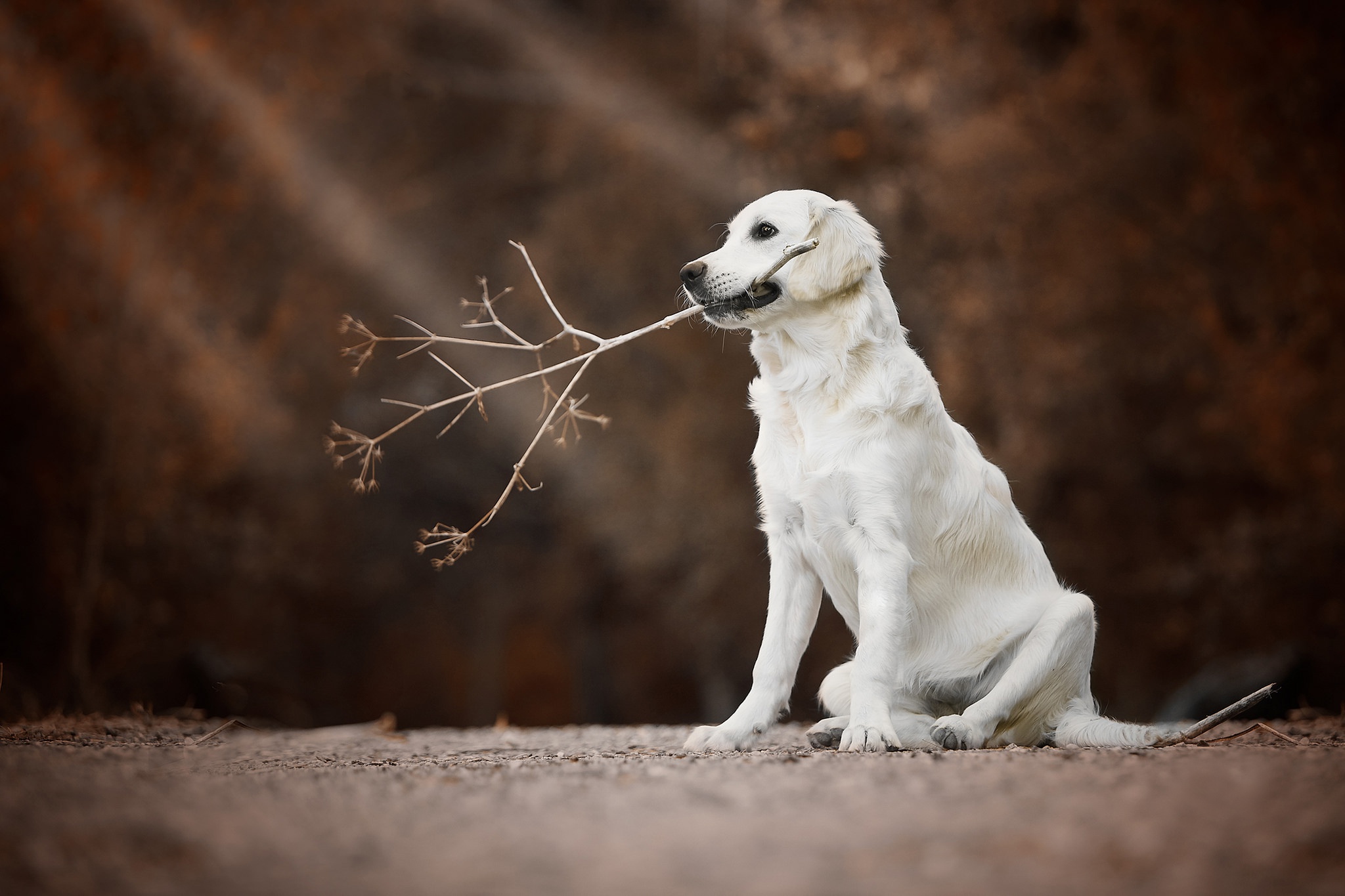 Baixar papel de parede para celular de Animais, Cães, Cão, Golden Retriever gratuito.