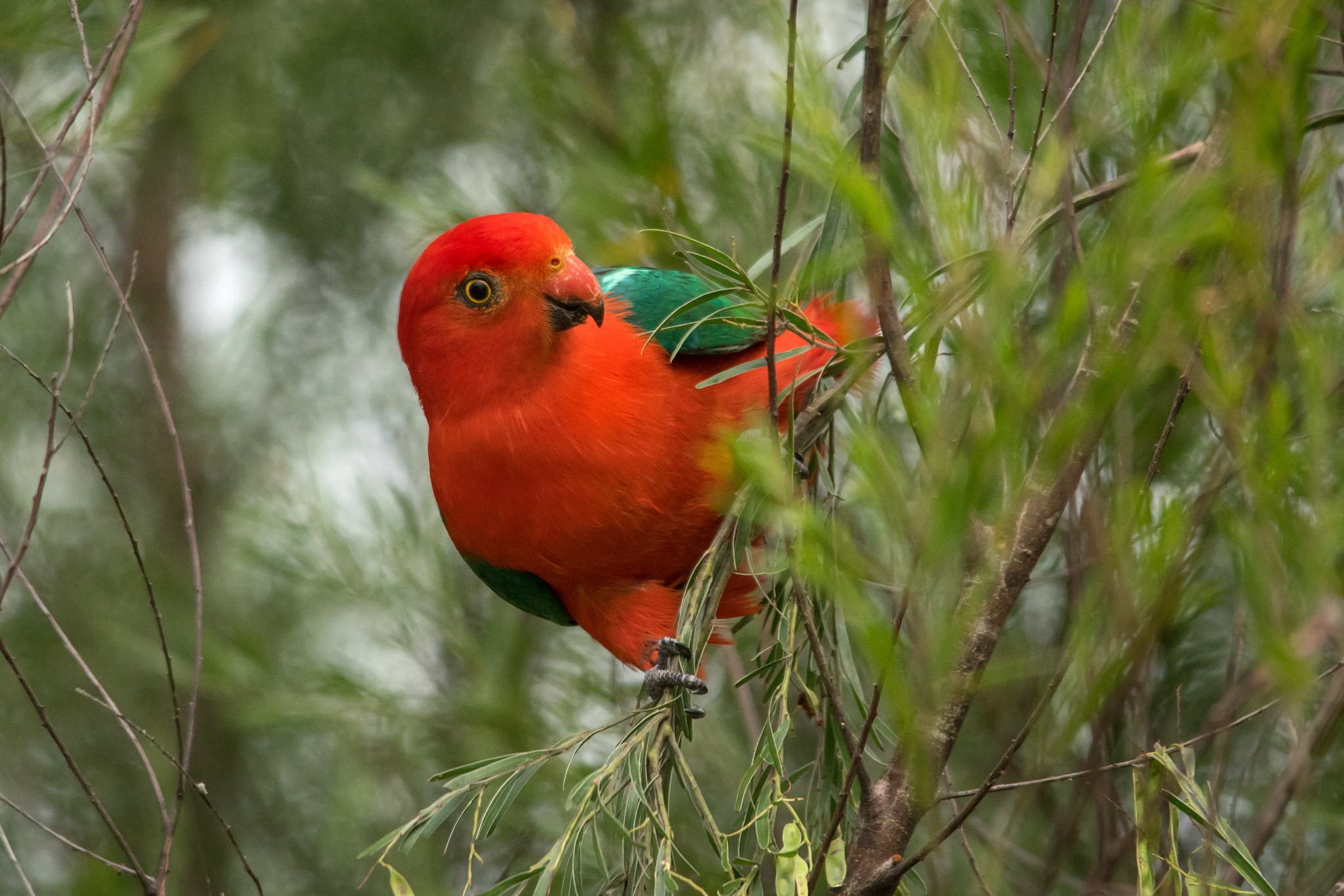 Завантажити шпалери Австралійський Король Папуга на телефон безкоштовно