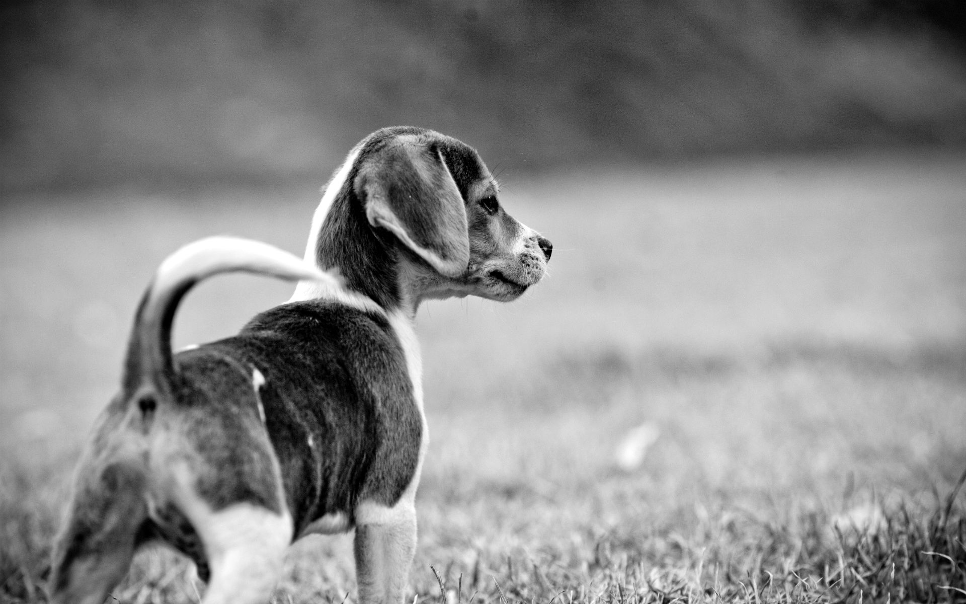 Download mobile wallpaper Dog, Animal, Puppy, Beagle for free.