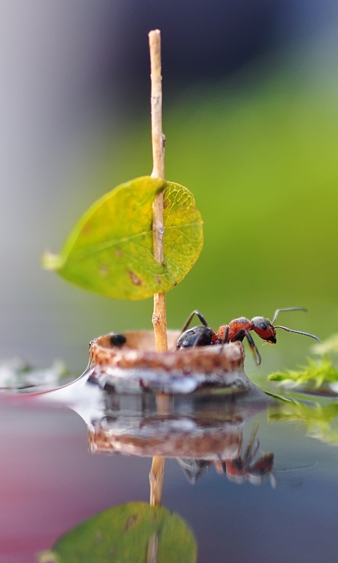 Download mobile wallpaper Water, Reflection, Macro, Insect, Animal, Boat, Ant for free.