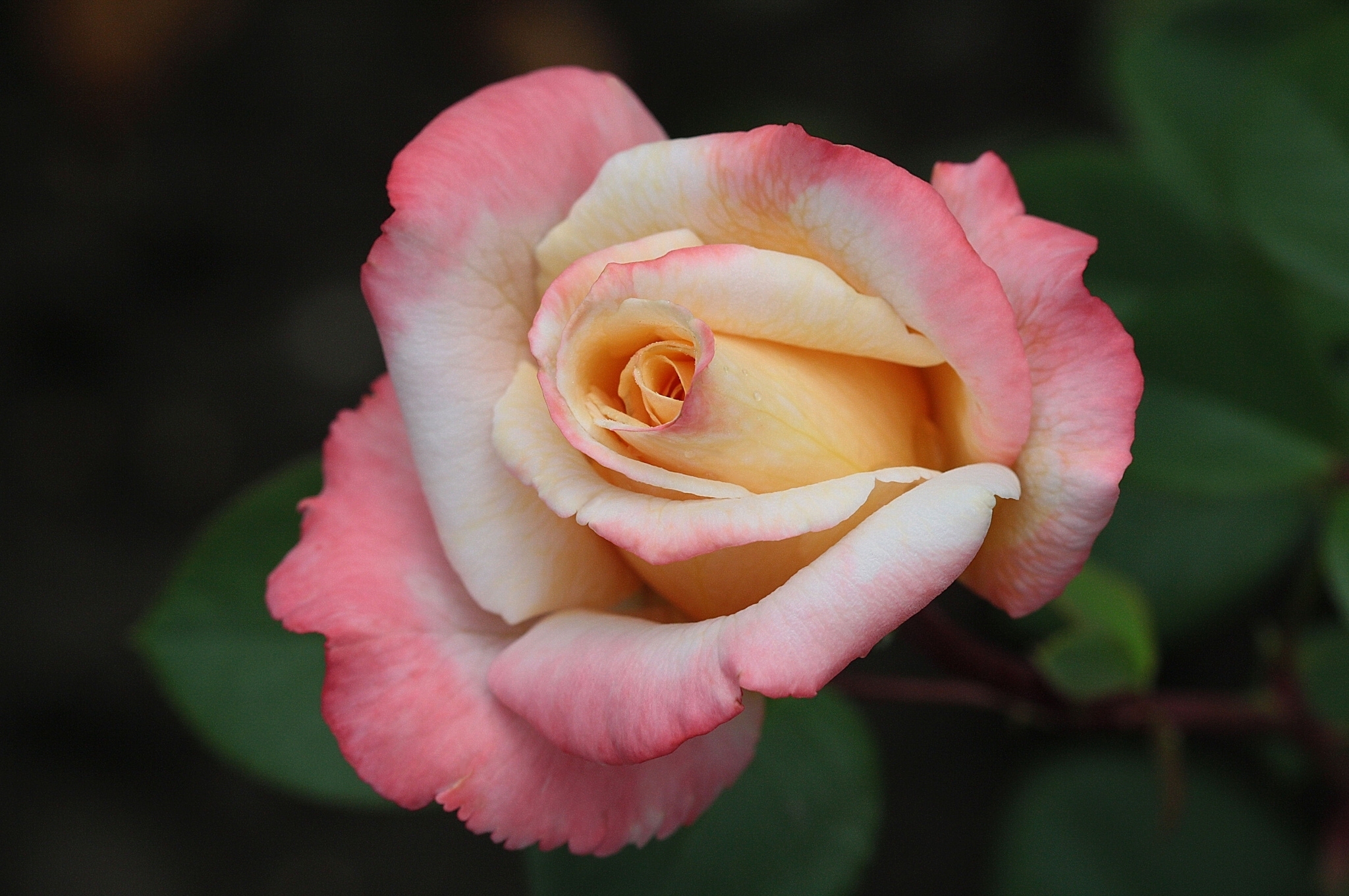 Baixe gratuitamente a imagem Flores, Rosa, Flor, Macro, Broto, Terra/natureza na área de trabalho do seu PC