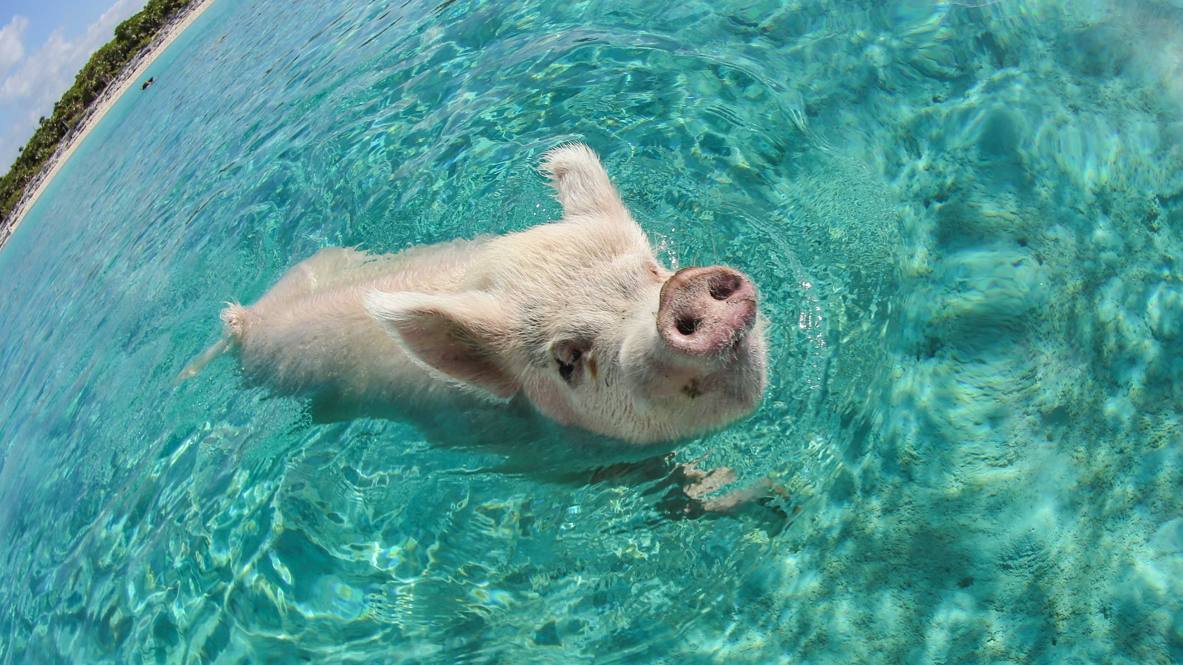 animal, pig, swimming