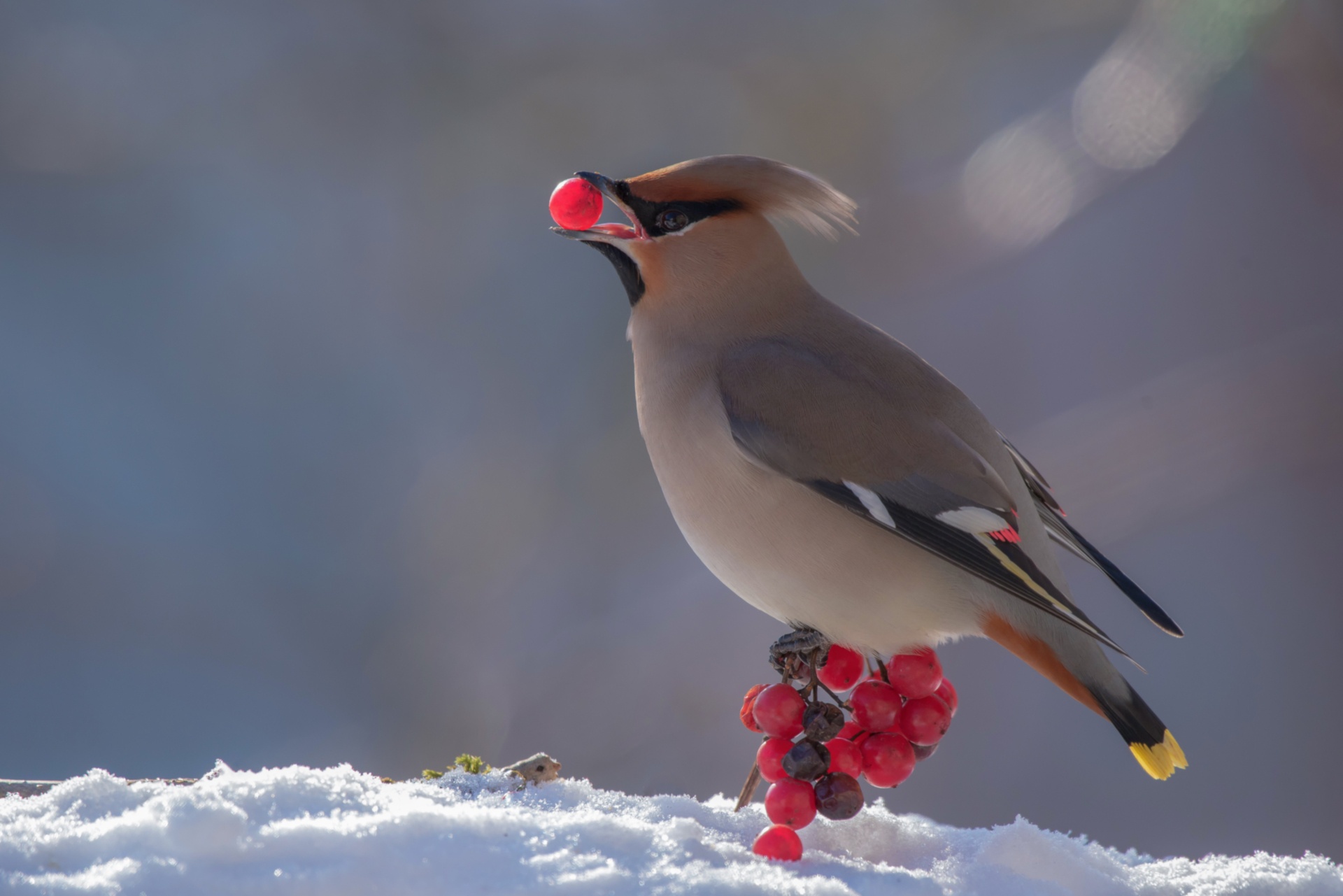 429876 скачать обои снег, животные, свиристель, ягода, птицы - заставки и картинки бесплатно
