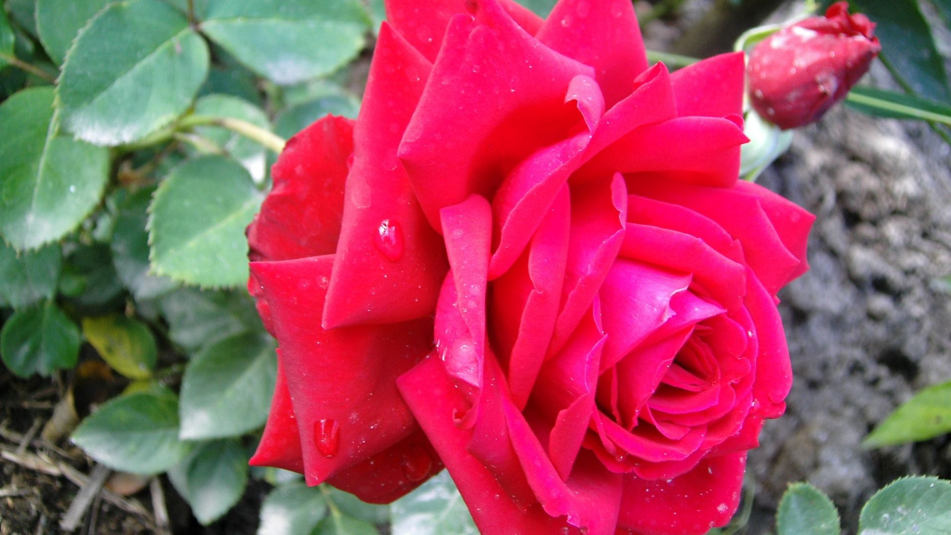 Téléchargez des papiers peints mobile Macro, Branche, Feuilles, Fleur, Rose, Drops, Une Rose gratuitement.