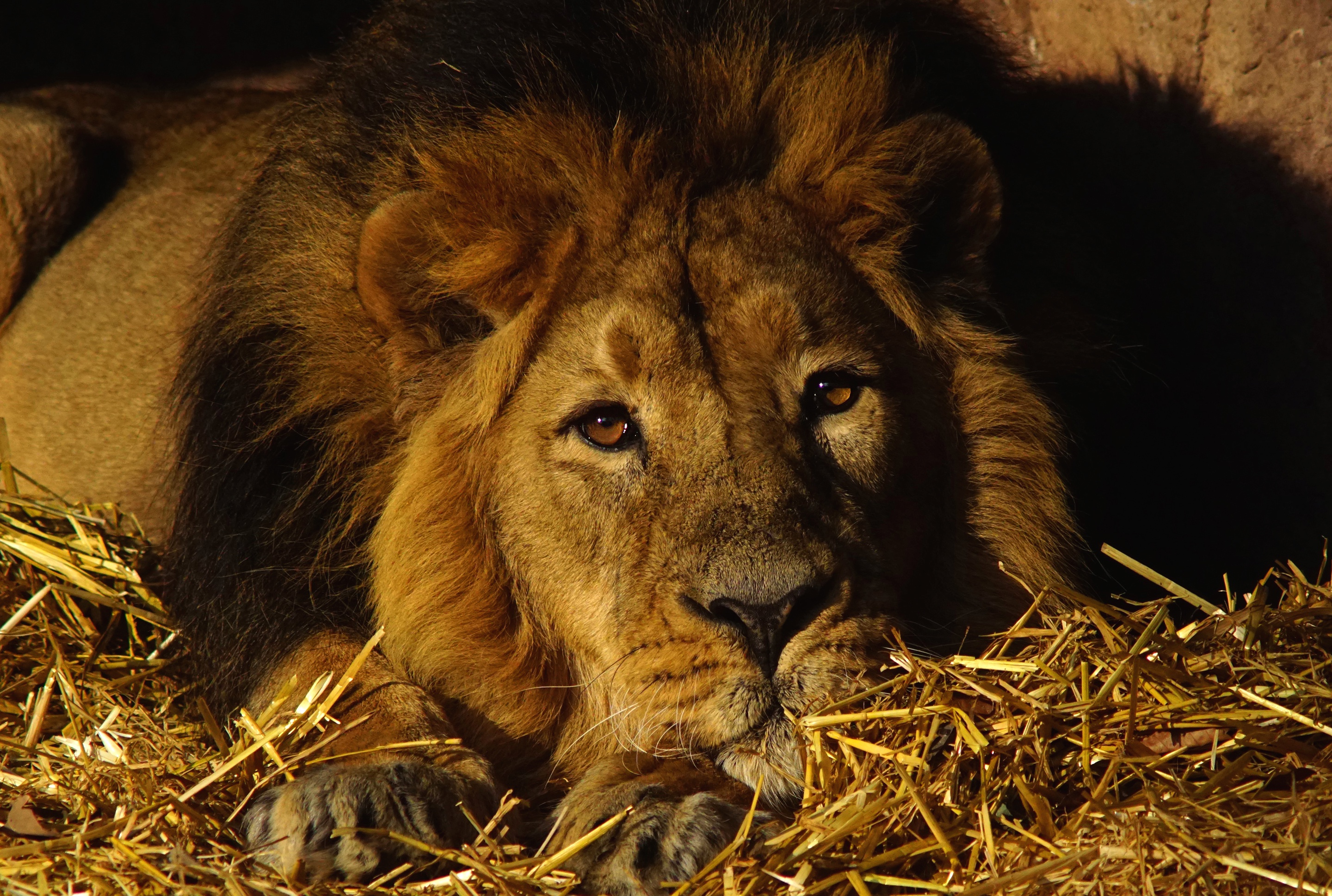 Descarga gratuita de fondo de pantalla para móvil de Animales, Gatos, León.