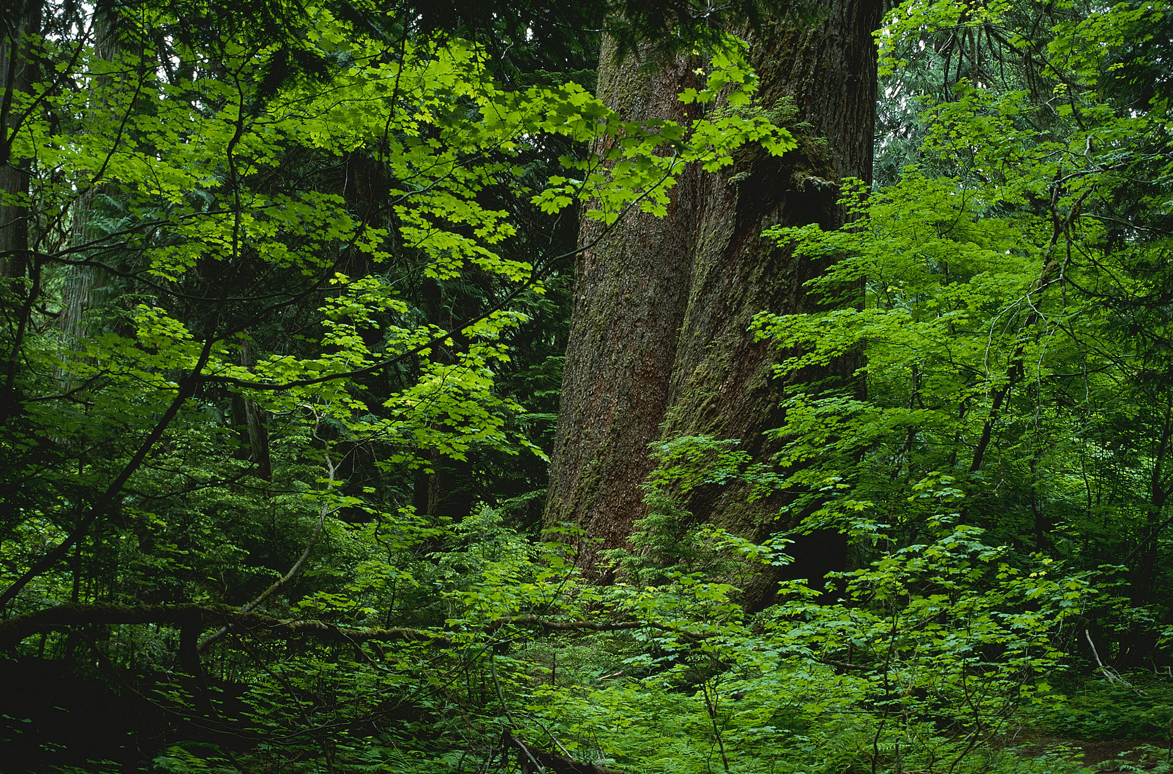 Handy-Wallpaper Wald, Erde/natur kostenlos herunterladen.