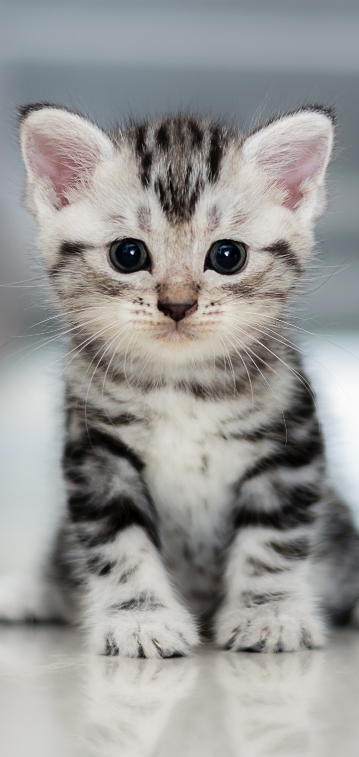 Download mobile wallpaper Cats, Cat, Kitten, Animal, Baby Animal for free.