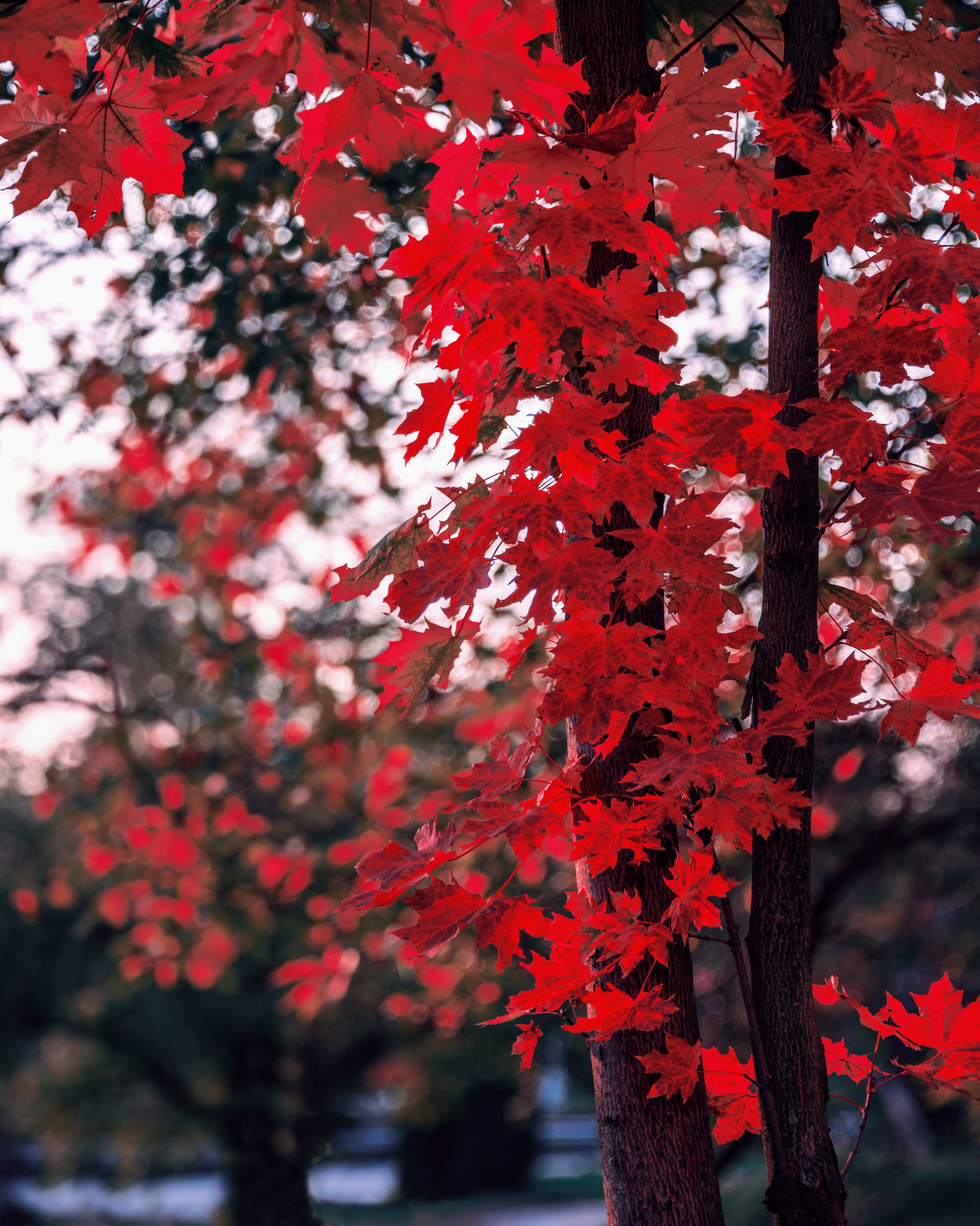 blur, leaves, autumn, wood, maple, smooth, nature, tree, branches