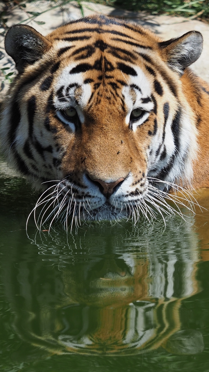 Descarga gratuita de fondo de pantalla para móvil de Animales, Gatos, Tigre.