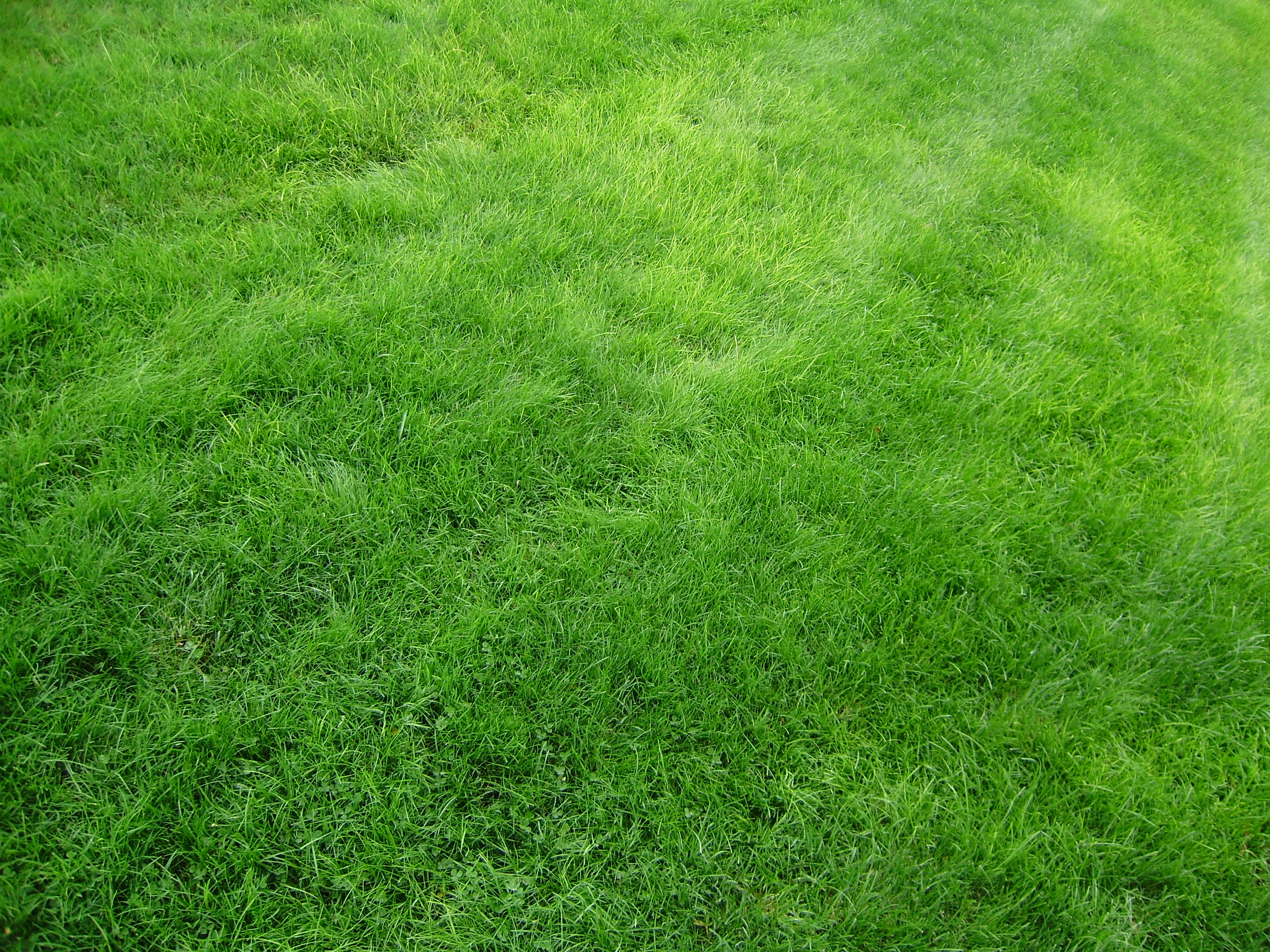 grass, textures, lawn, green, texture, field