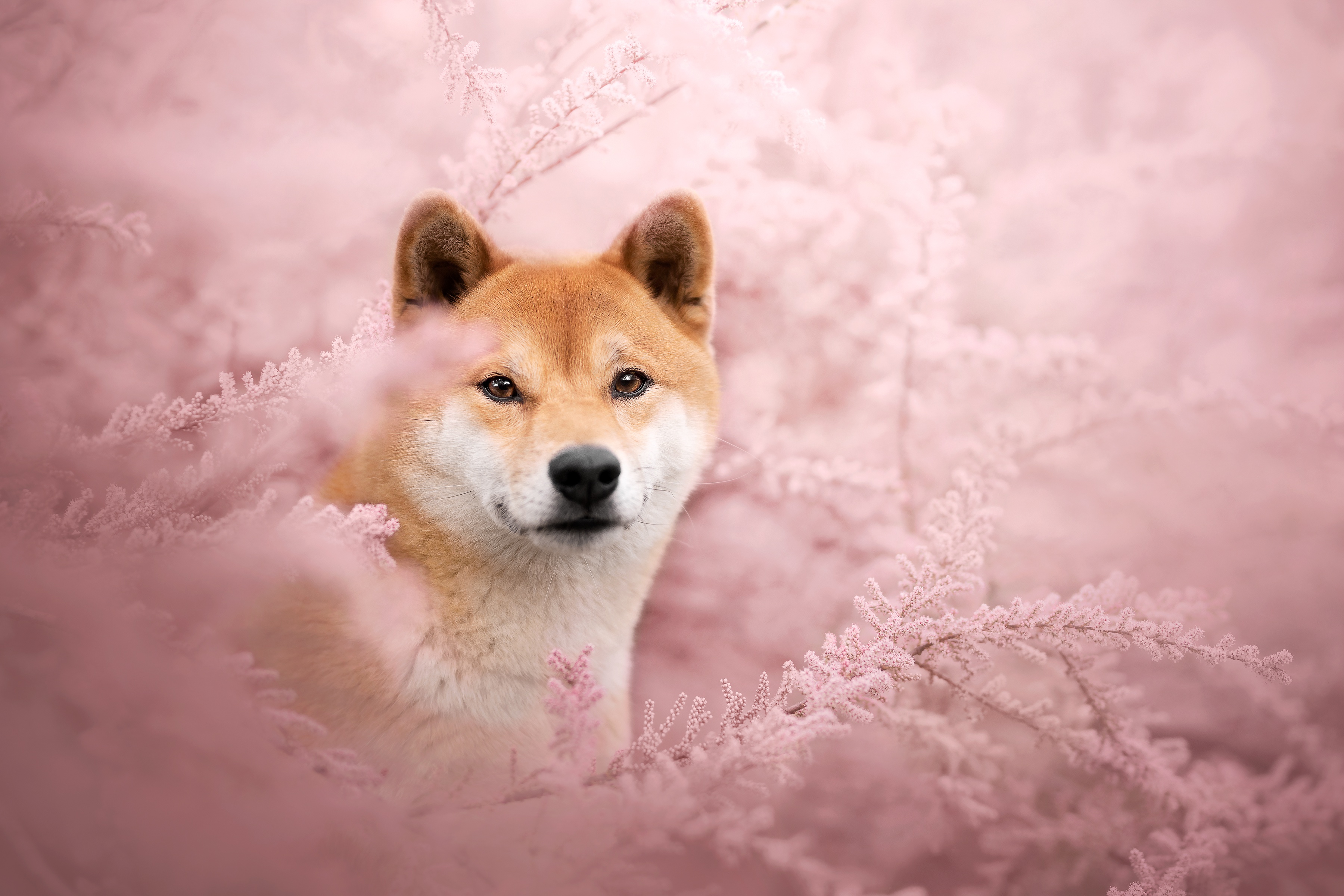 Download mobile wallpaper Dogs, Animal, Shiba Inu for free.