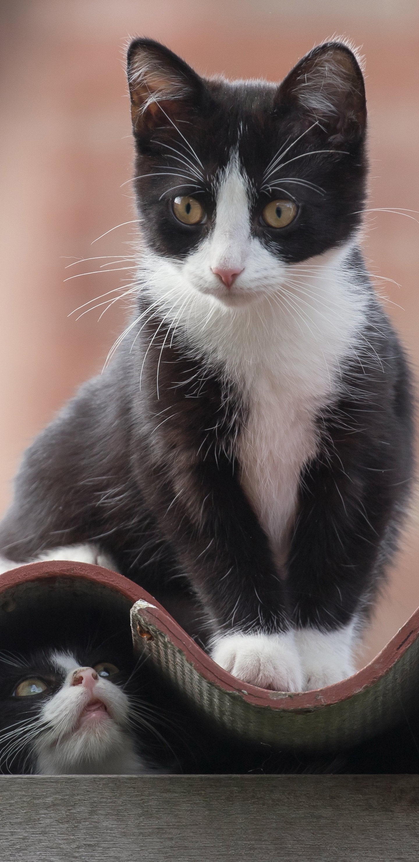 無料モバイル壁紙動物, ネコ, 猫, 子猫, 赤ちゃん動物をダウンロードします。