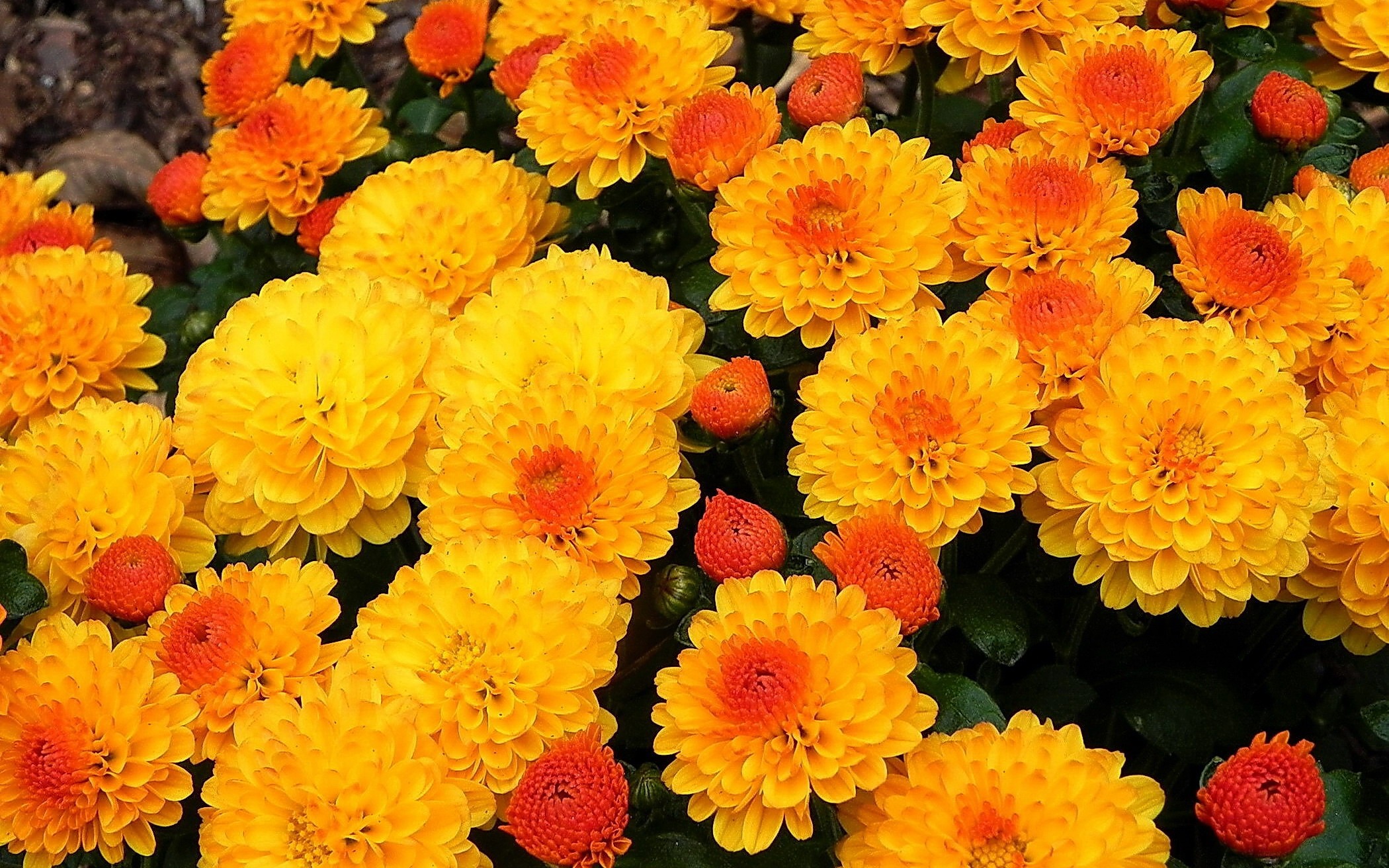 Download mobile wallpaper Chrysanthemum, Flower, Earth, Yellow Flower for free.