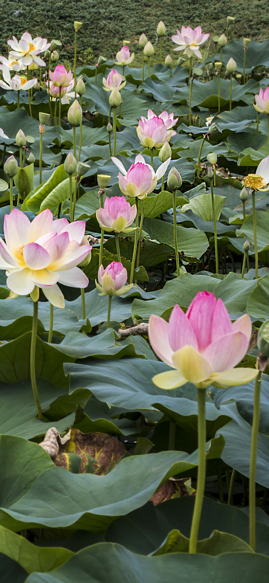 Download mobile wallpaper Flowers, Lotus, Flower, Earth, Water Lily, Pink Flower, Lily Pad for free.